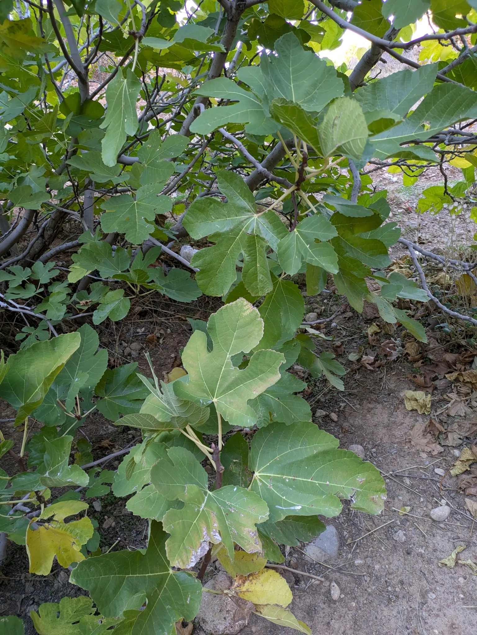 Edible Fig (Ficus Carica) — and ranges in color from green to purple; it sports large, lobed leaves, creating a tropical feel, image 162