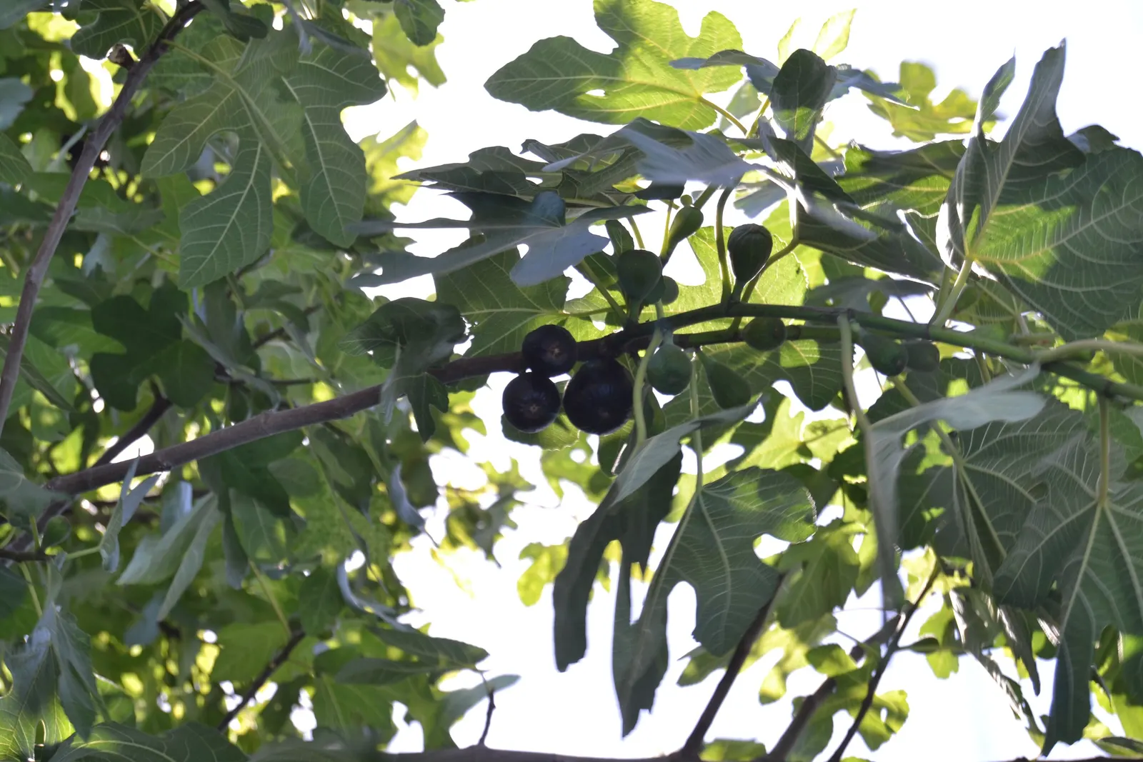 Edible Fig (Ficus Carica) — An Edible Fig, Ficus carica, thrives in warmer zones, maturing to 10-30 feet tall; ensure well-drained soil to avoid root rot
