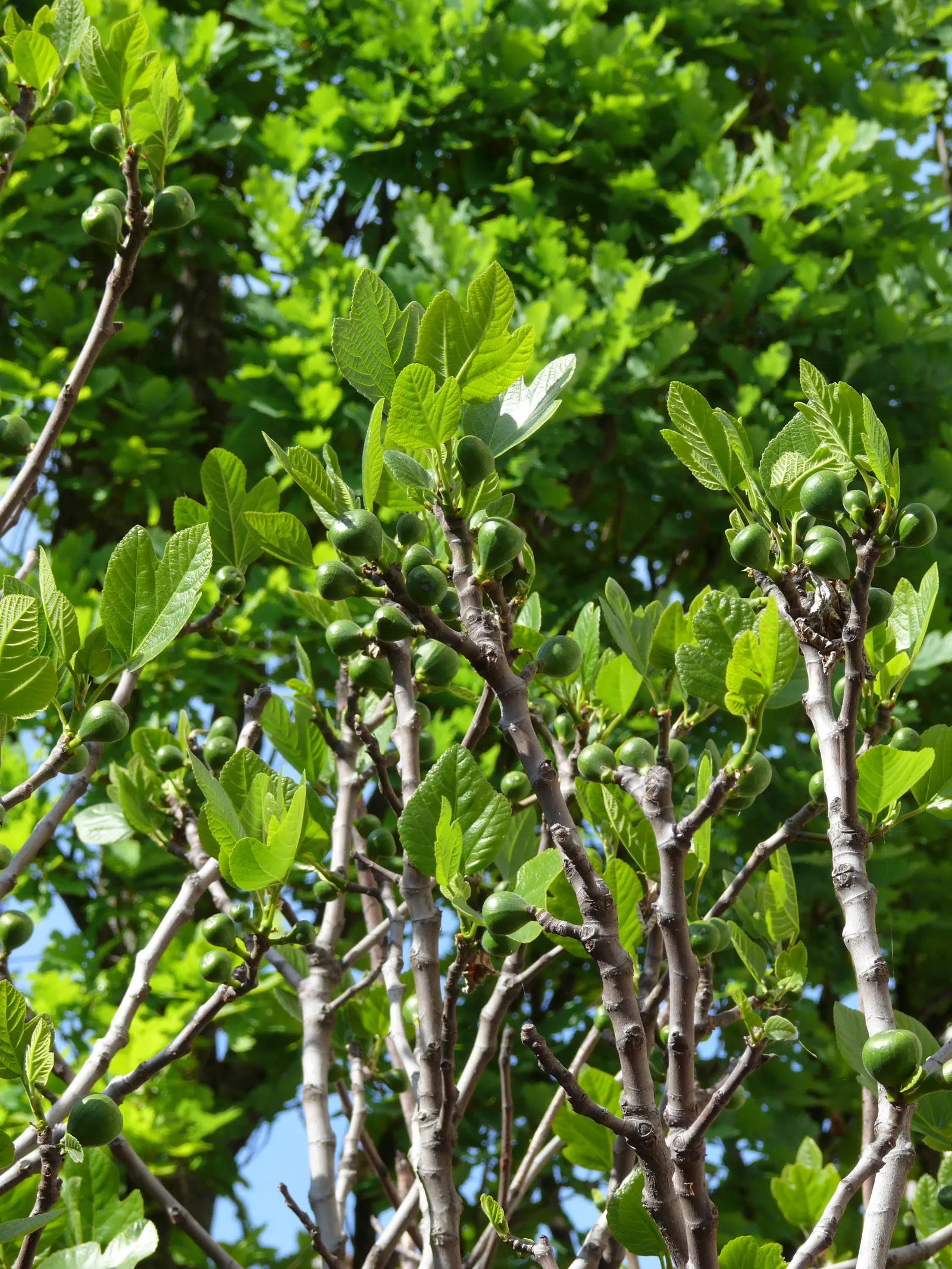 Edible Fig (Ficus Carica) — avoid planting near foundations or walkways to prevent structural complications; tree for full or half, image 93