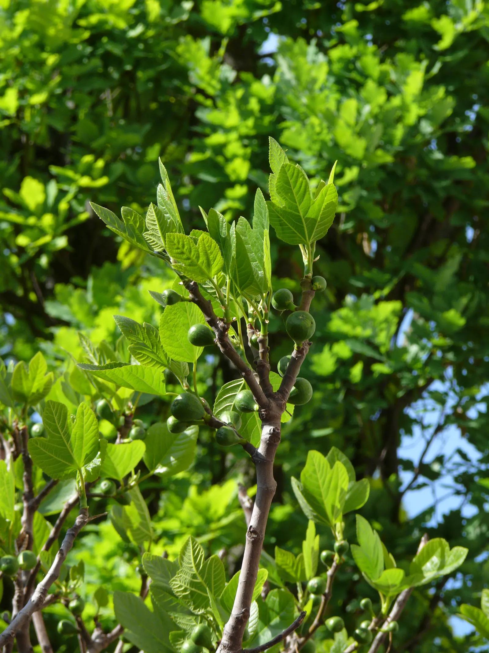 Edible Fig (Ficus Carica) — which has a sweet and succulent taste; due to its expansive root system, image 65