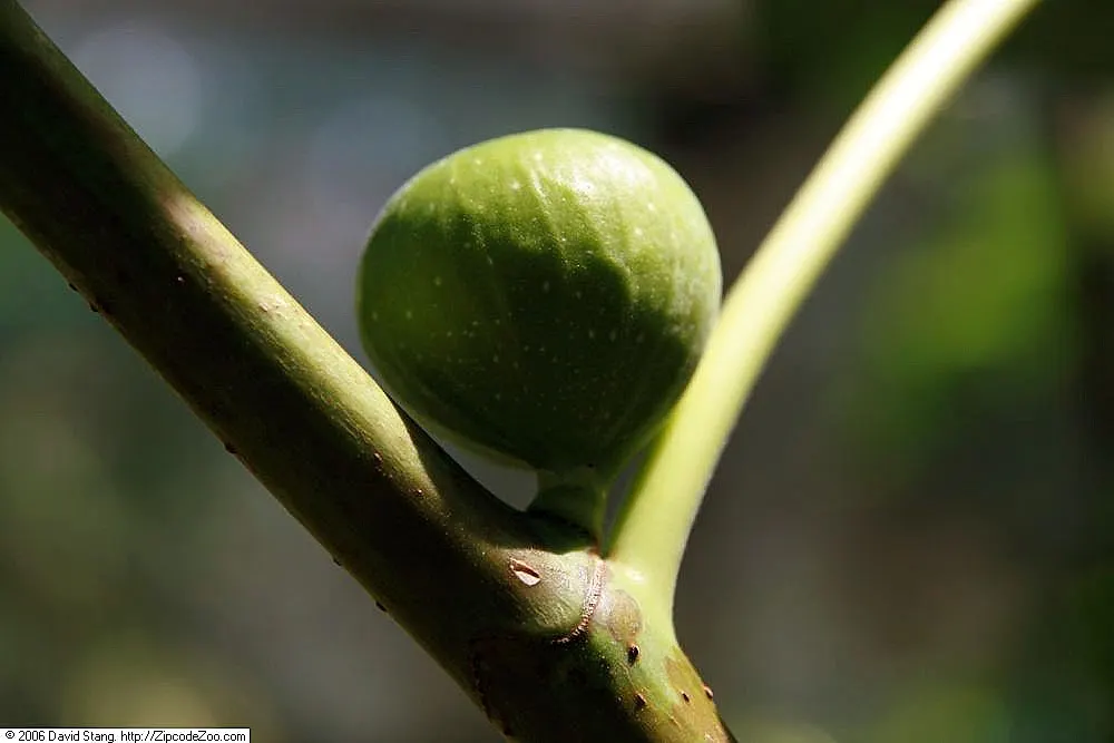 Edible Fig (Ficus Carica) — An Edible Fig, Ficus carica, thrives in warmer zones, maturing to 10-30 feet tall