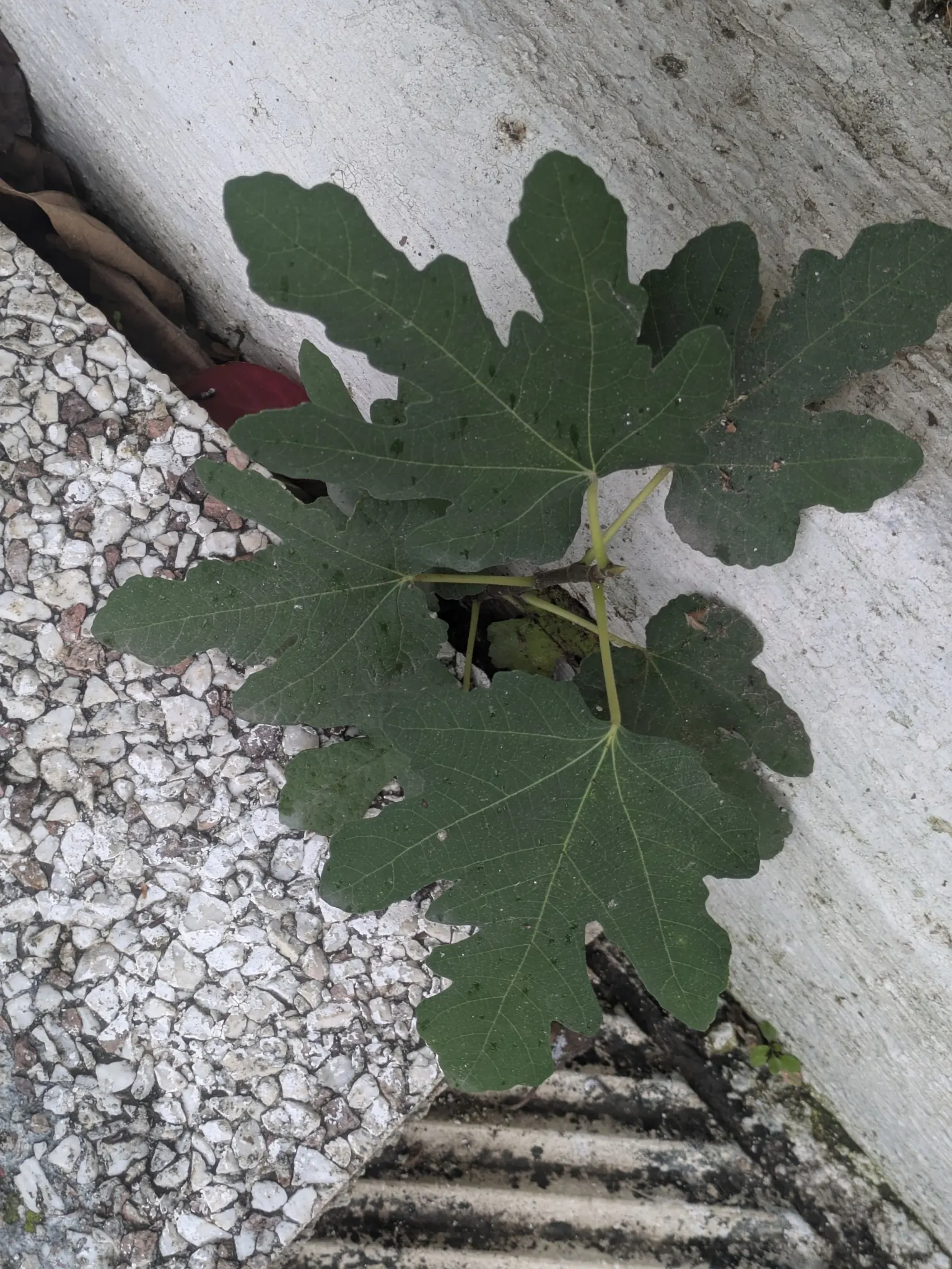 Edible Fig (Ficus Carica) — is a versatile and attractive deciduous tree that can be a delightful addition to any landscape design; space 15-20, image 104