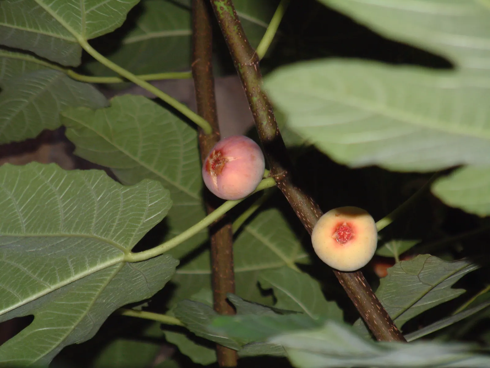 Edible Fig (Ficus Carica) — The fruit becomes approximately 2 to 4 inches long; this species of fig is well-suited for USDA Hardiness Zones 7-11 and typically