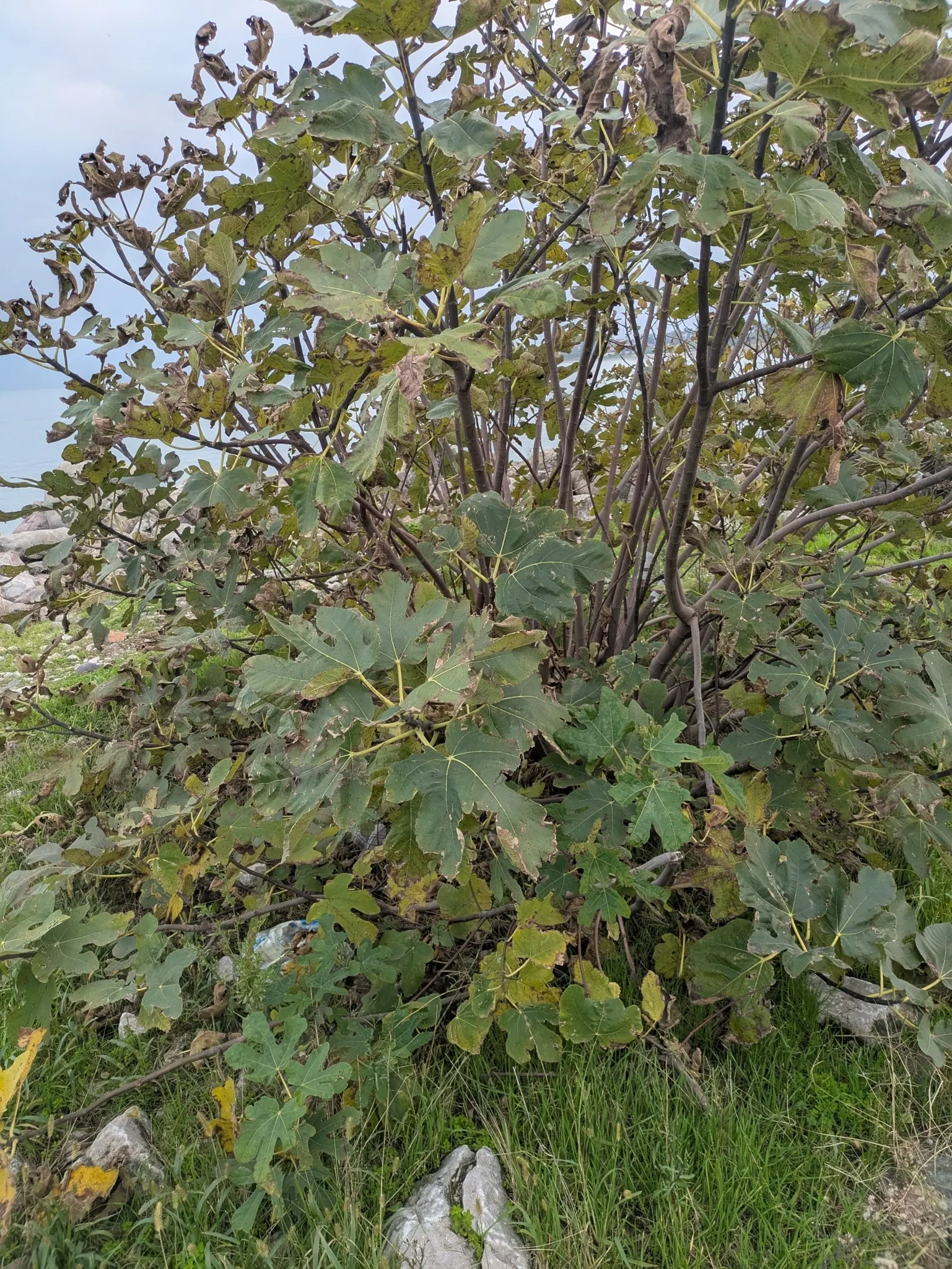 Edible Fig (Ficus Carica) — It sports large, lobed leaves, creating a tropical feel; and ranges in color from green to purple, image 75