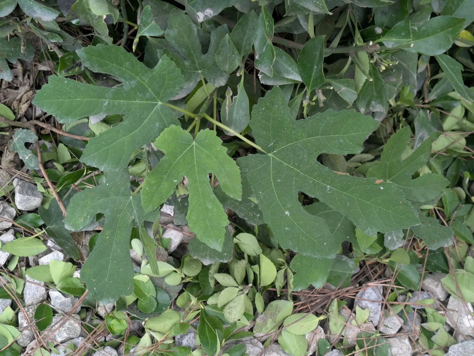 Edible Fig (Ficus Carica) — The Edible Fig can be pruned to maintain a desired shape and size; scientifically known as Ficus carica