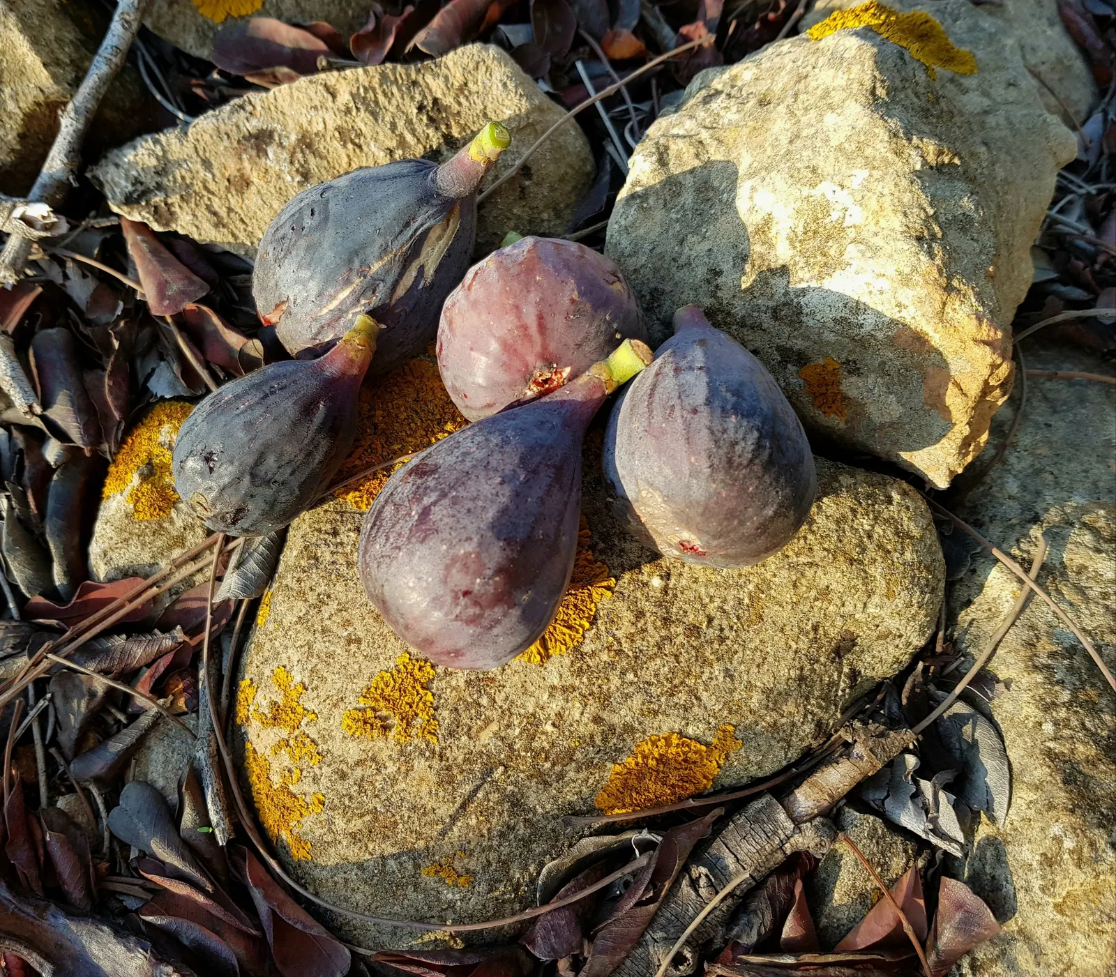 Edible Fig (Ficus Carica) — making it suitable for espalier or as a freestanding specimen; the foliage turns a warm yellow hue in the fall before, image 95