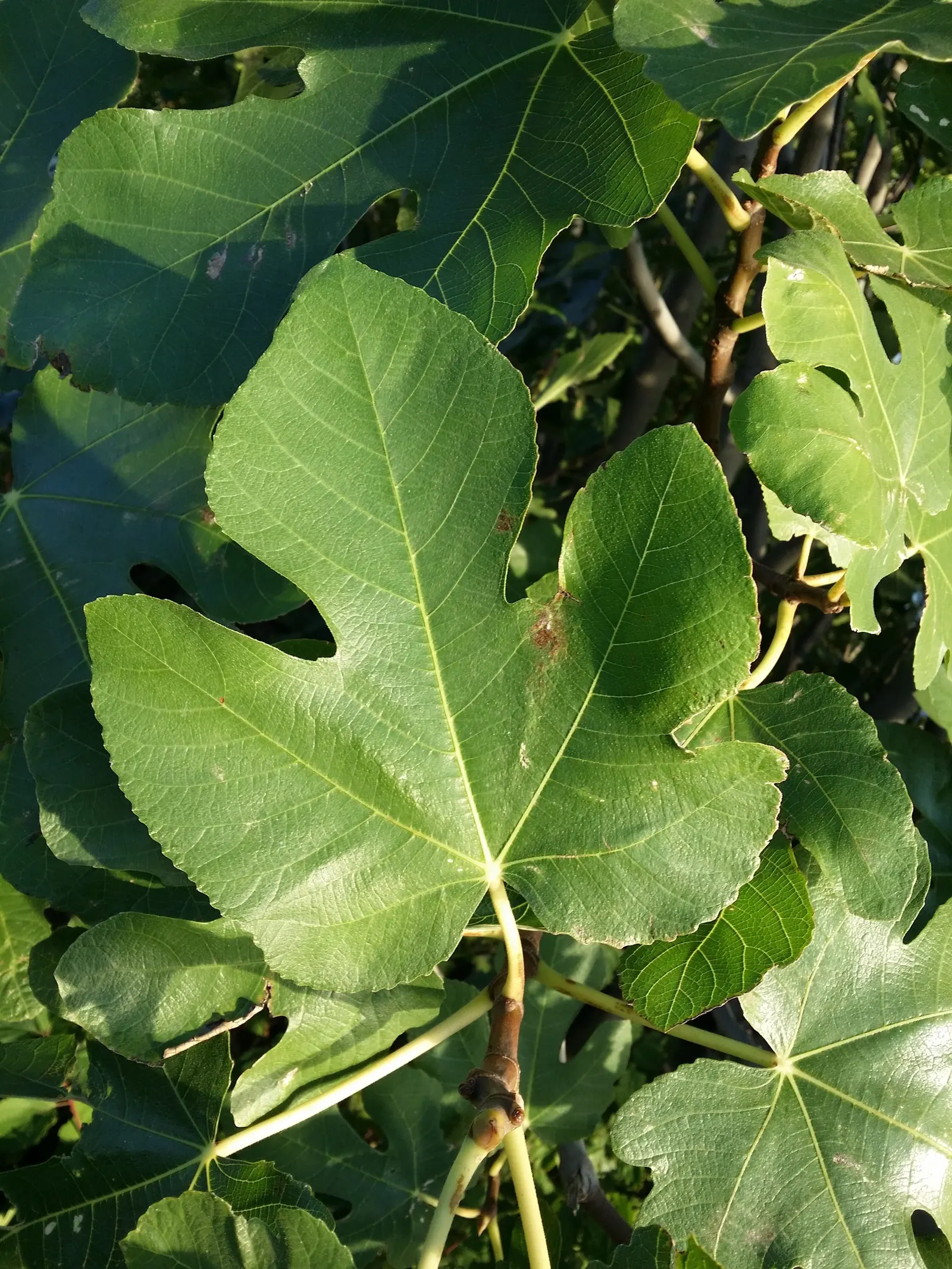 Edible Fig (Ficus Carica) — contributing to the dense canopy that offers a cooling shade during the hot summer months; the Ficus carica bears its, image 181