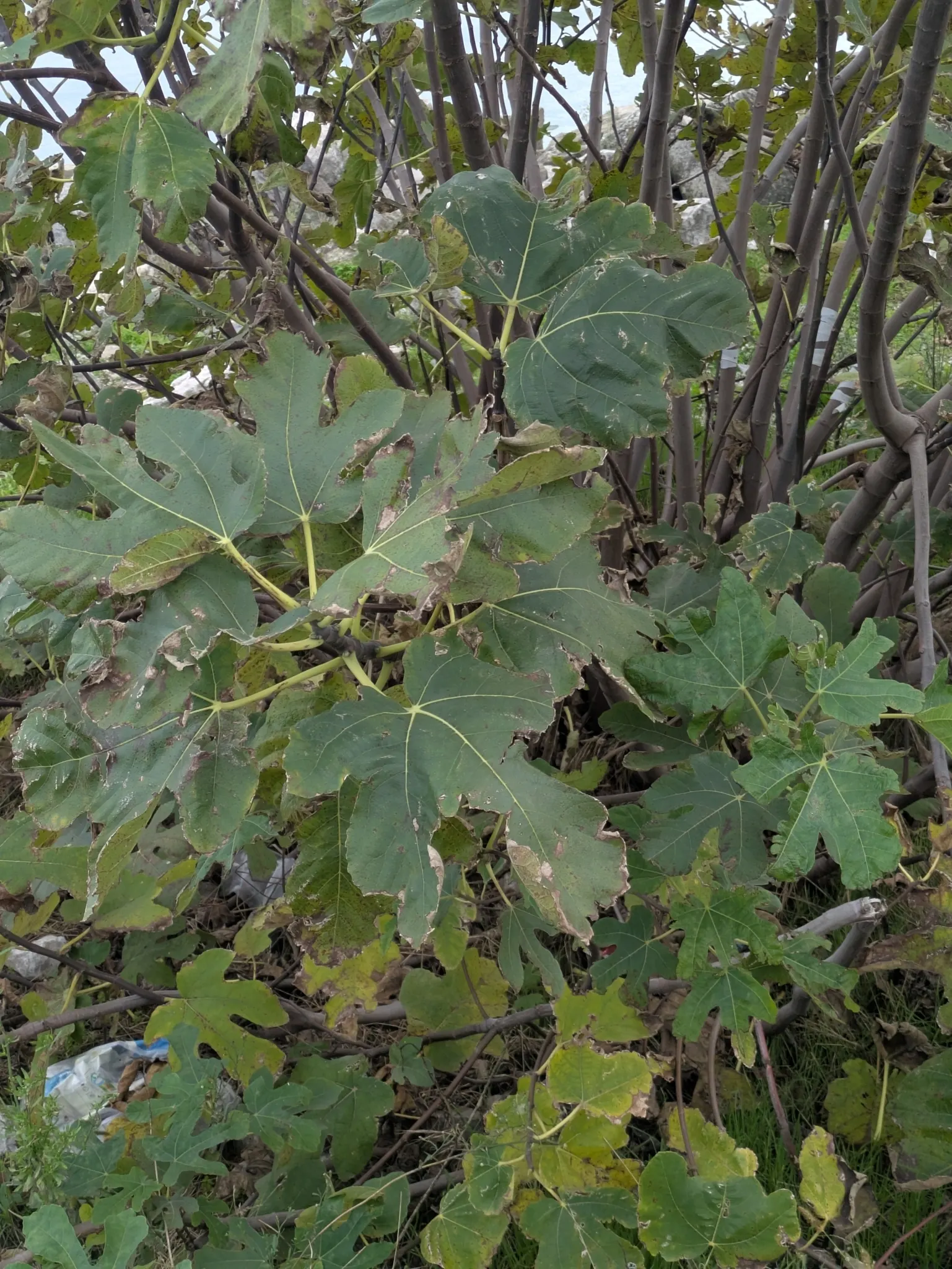 Edible Fig (Ficus Carica) — Native to the Mediterranean and Western Asia