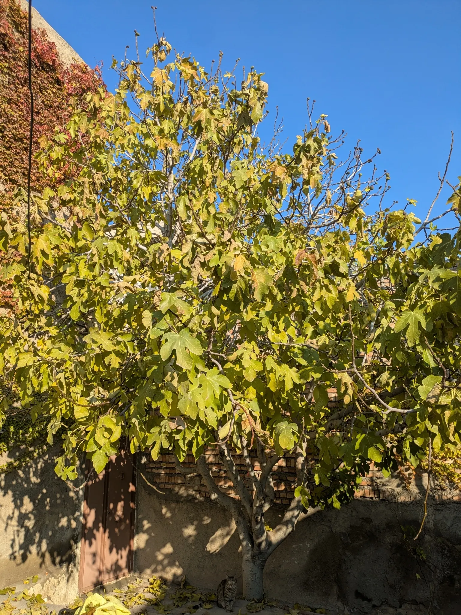 Edible Fig (Ficus Carica) — which has a sweet and succulent taste