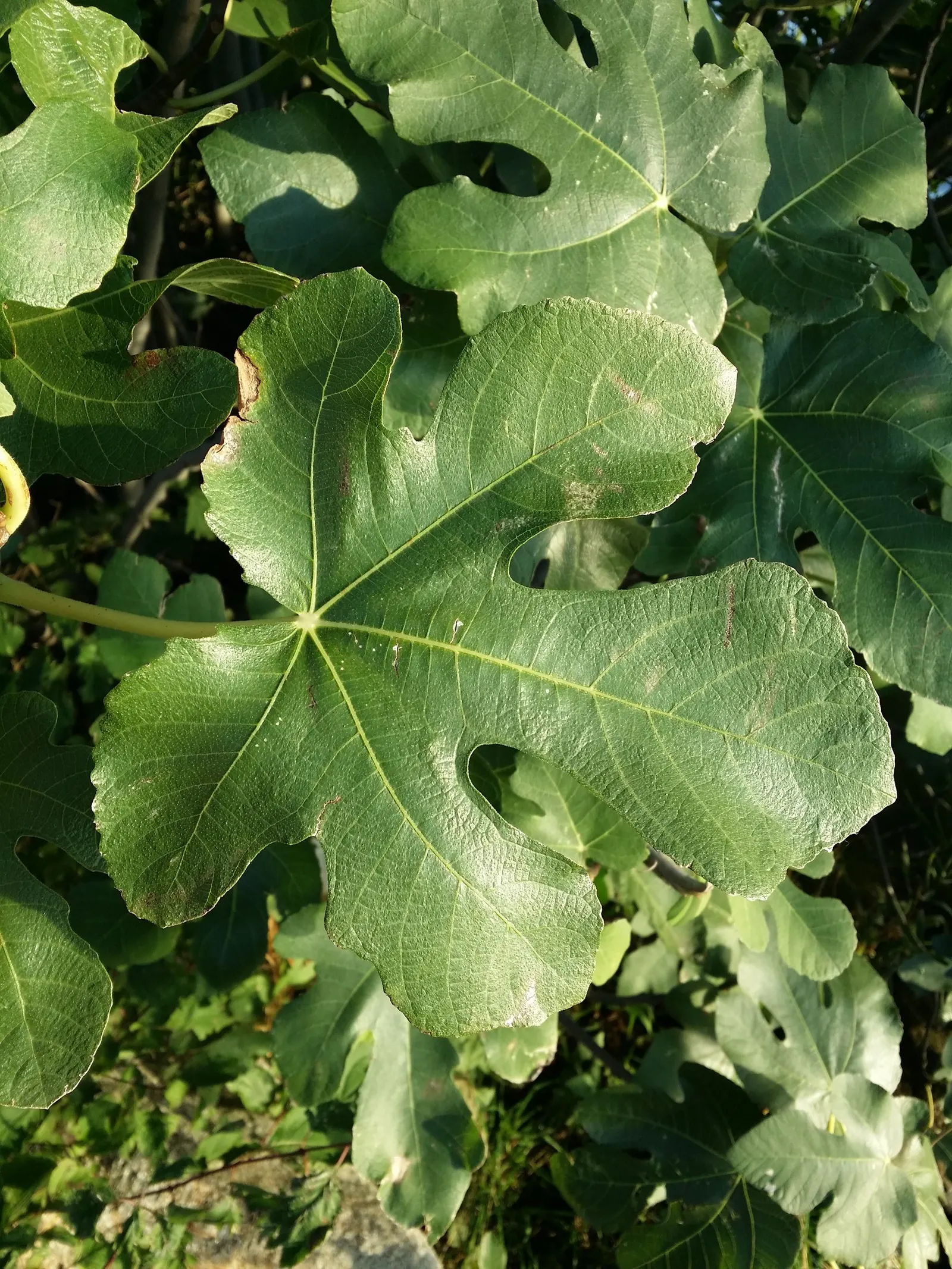 Edible Fig (Ficus Carica) — the Ficus carica bears its distinct fruit; contributing to the dense canopy that offers a cooling shade during the hot, image 64