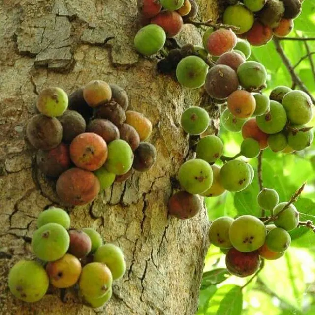Edible Fig (Ficus Carica) — The Edible Fig can be pruned to maintain a desired shape and size; scientifically known as Ficus carica, image 142