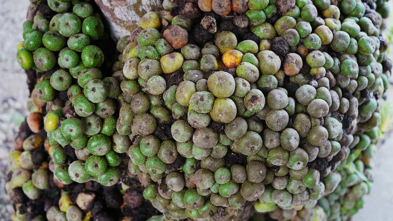 Edible Fig (Ficus Carica) — contributing to the dense canopy that offers a cooling shade during the hot summer months; the Ficus carica bears its, image 157