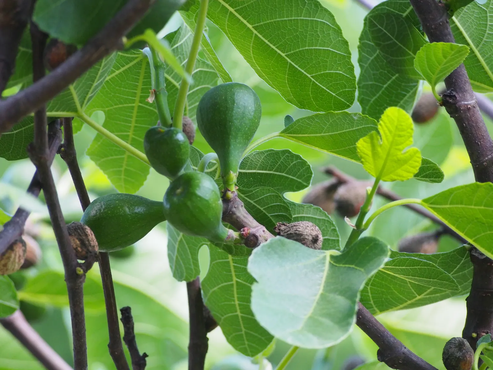 Edible Fig (Ficus Carica) — palmate leaves create a tropical appearance and are generally about 4 to 9 inches in length; native to the, image 180
