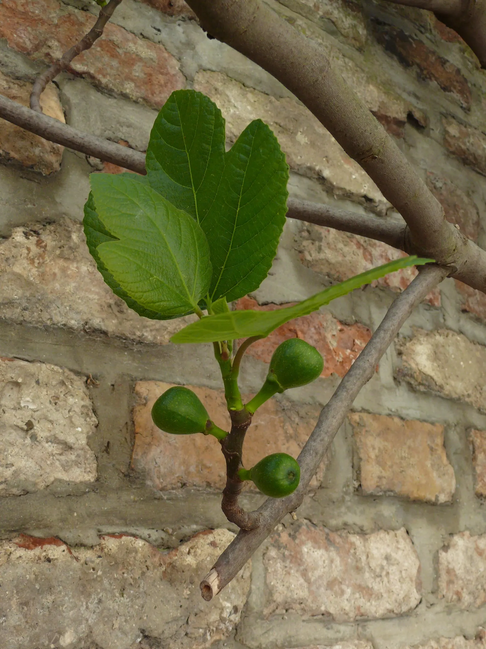 Edible Fig (Ficus Carica) — is a versatile and attractive deciduous tree that can be a delightful addition to any landscape design