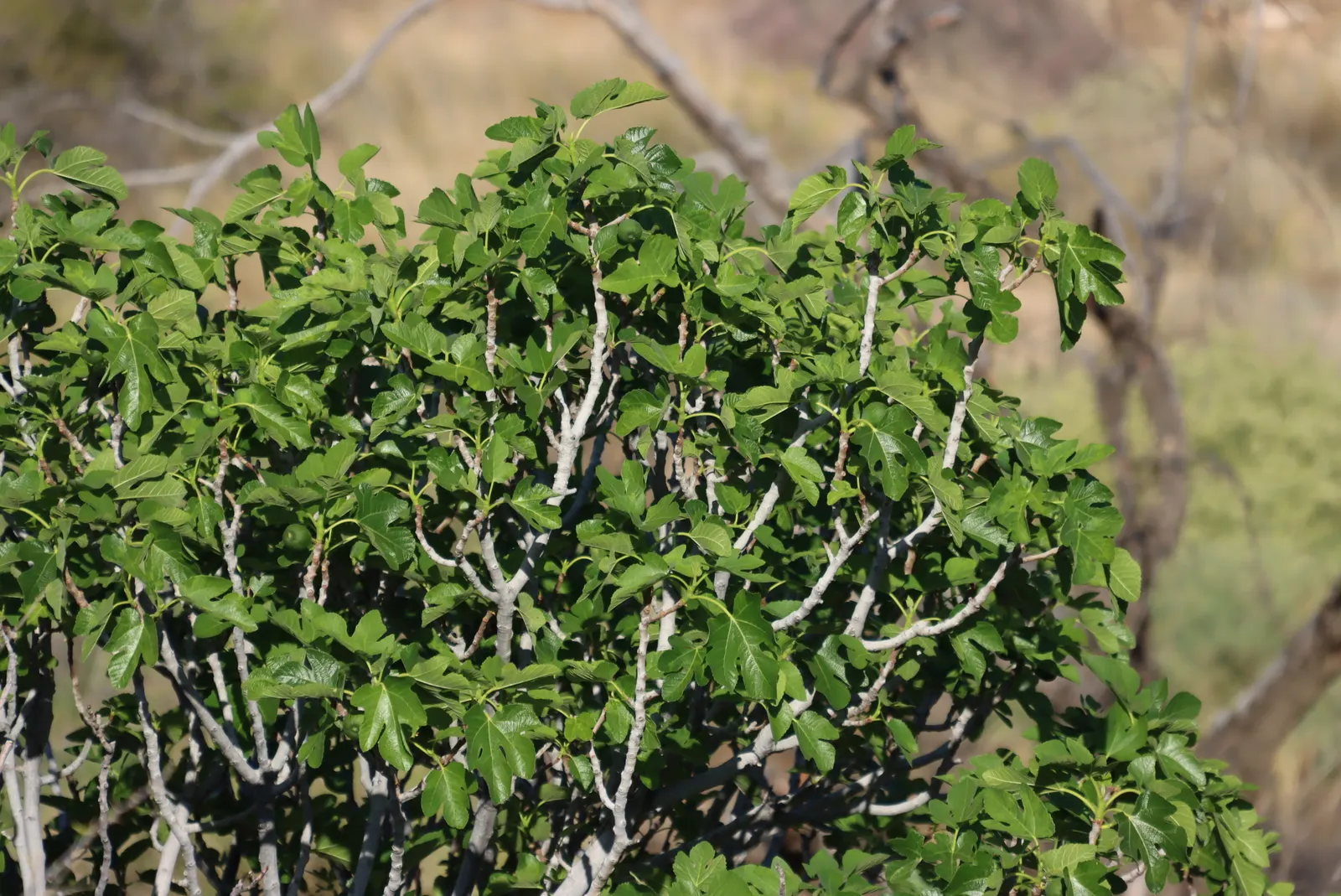 Edible Fig (Ficus Carica) — Ensure well-drained soil to avoid root rot; an Edible Fig, Ficus carica, thrives in warmer zones, maturing to 10-30, image 148