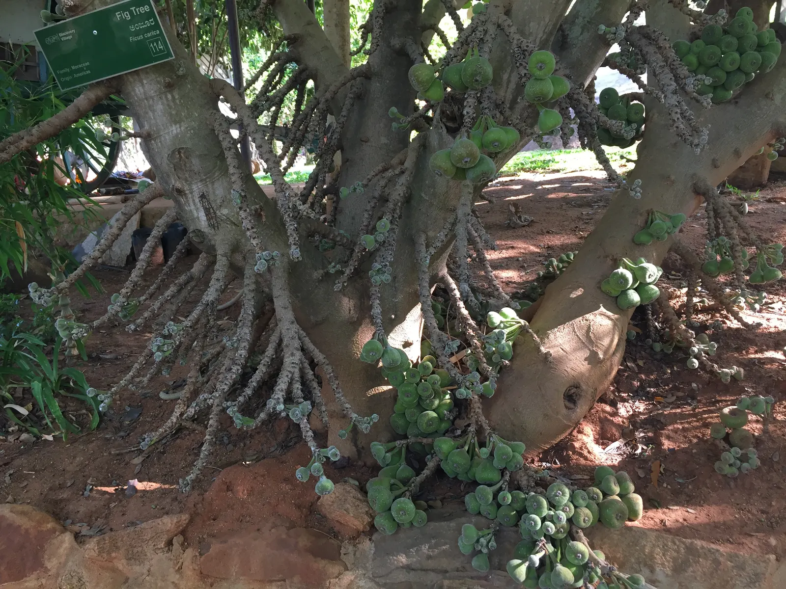 Edible Fig (Ficus Carica) — tree for full or half