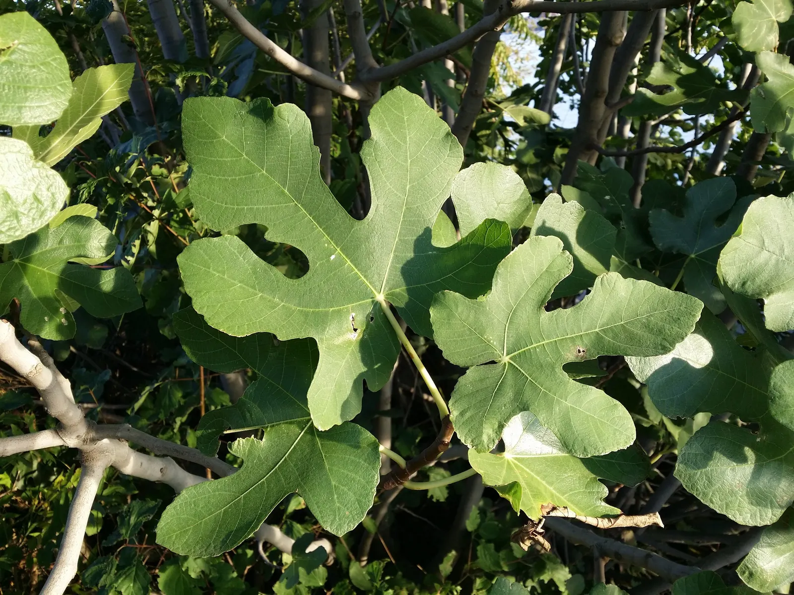 Edible Fig (Ficus Carica) — which has a sweet and succulent taste; due to its expansive root system, image 161