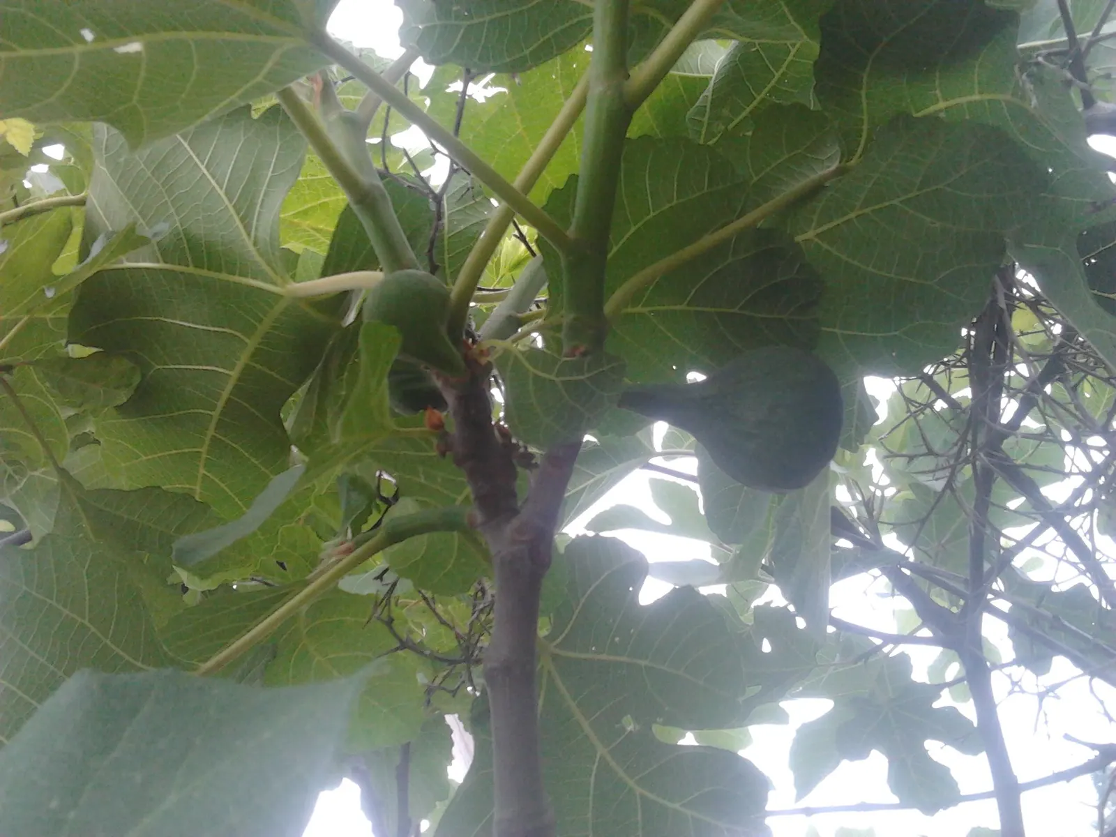 Edible Fig (Ficus Carica) — making it suitable for espalier or as a freestanding specimen; the foliage turns a warm yellow hue in the fall before, image 167