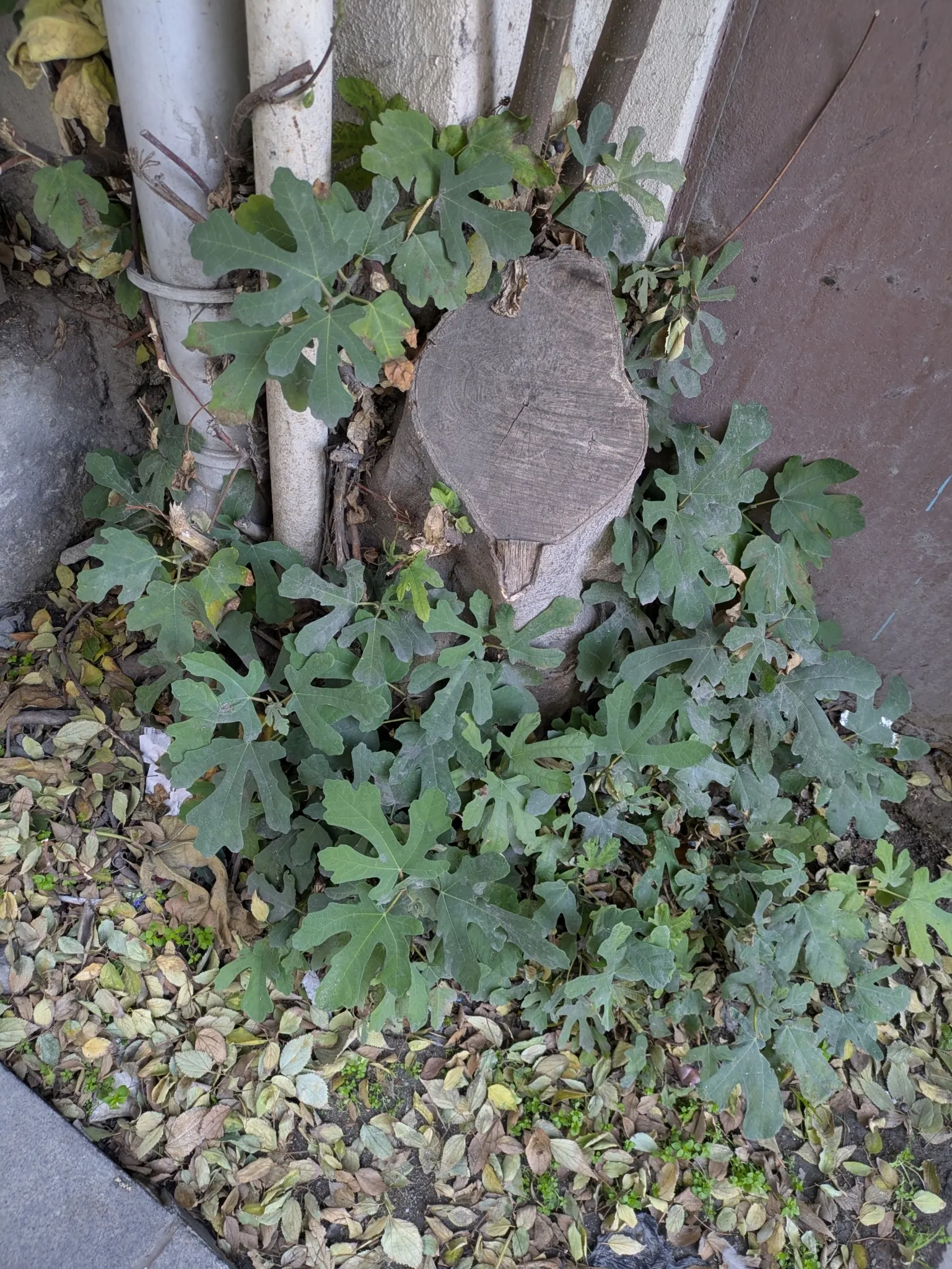 Edible Fig (Ficus Carica) — In spring and throughout the summer; aesthetic and functional, it's a splendid choice for edible landscapes and as a, image 159