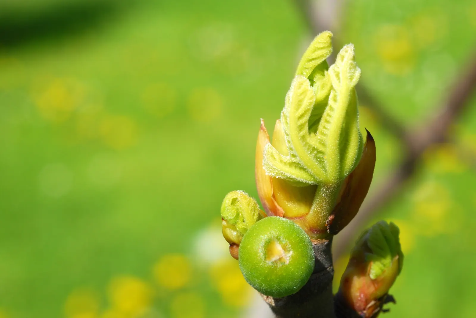 Edible Fig (Ficus Carica) — the Ficus carica bears its distinct fruit; contributing to the dense canopy that offers a cooling shade during the hot, image 88