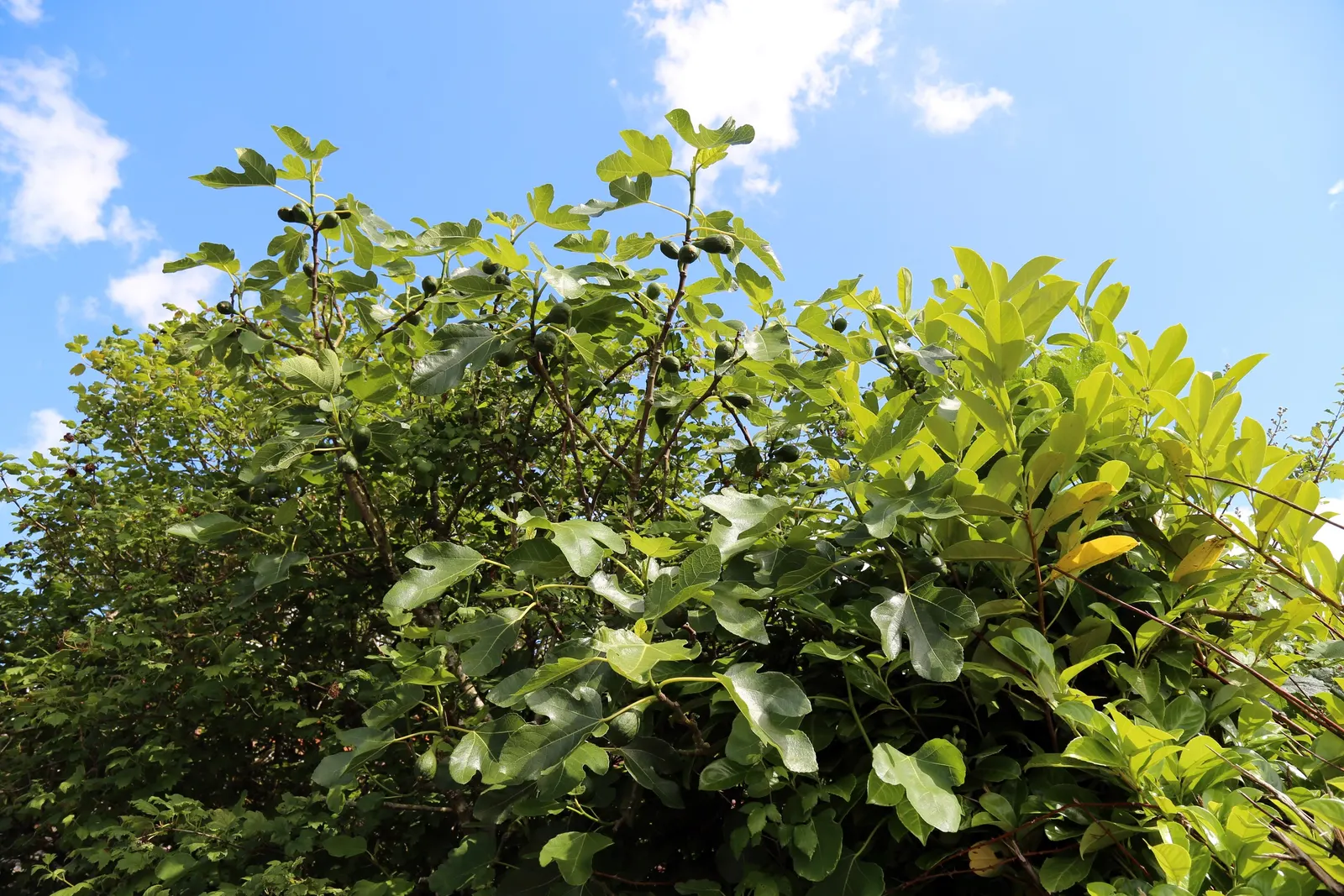 Edible Fig (Ficus Carica) — Ensure well-drained soil to avoid root rot; an Edible Fig, Ficus carica, thrives in warmer zones, maturing to 10-30, image 124