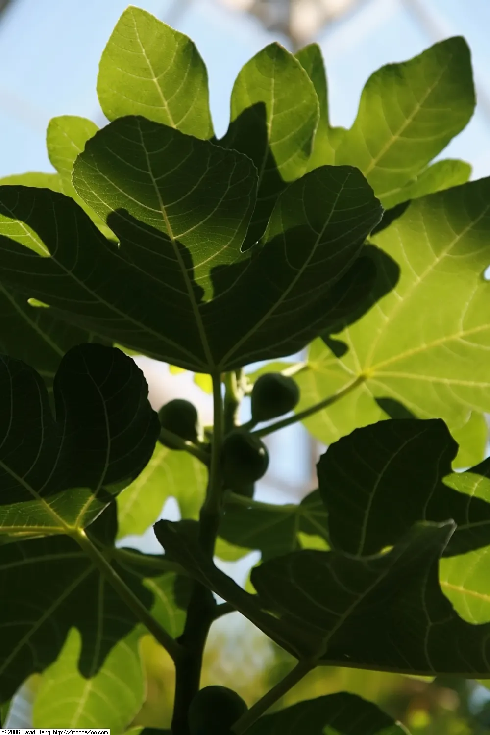 Edible Fig (Ficus Carica) — This deciduous tree demands full sun, yielding luscious figs enjoyed fresh or dried; so allocating ample space for, image 98