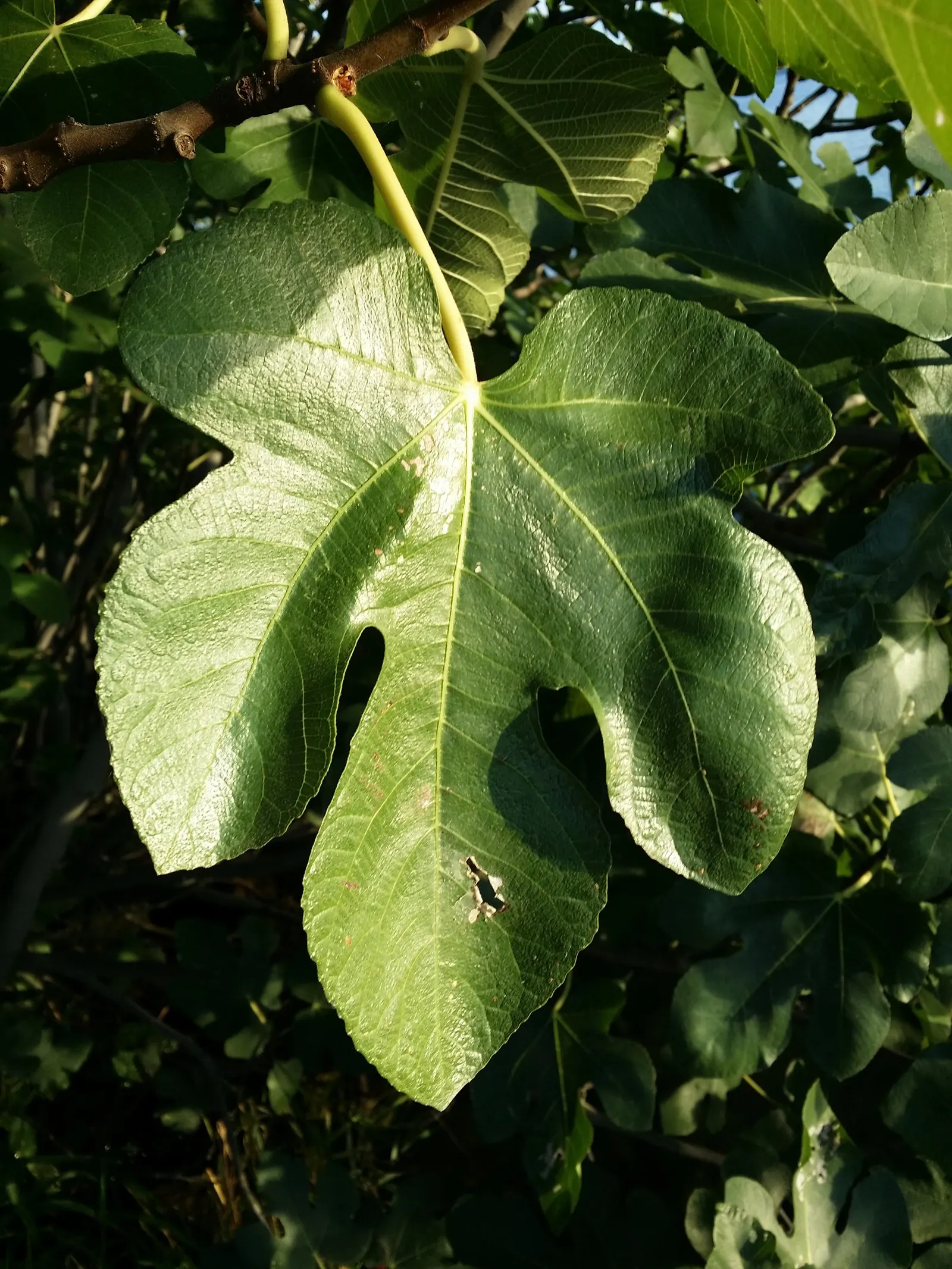 Edible Fig (Ficus Carica) — tree for full or half; avoid planting near foundations or walkways to prevent structural complications