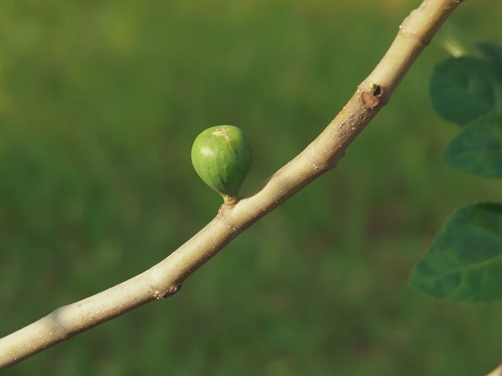Edible Fig (Ficus Carica) — making it suitable for espalier or as a freestanding specimen; the foliage turns a warm yellow hue in the fall before shedding