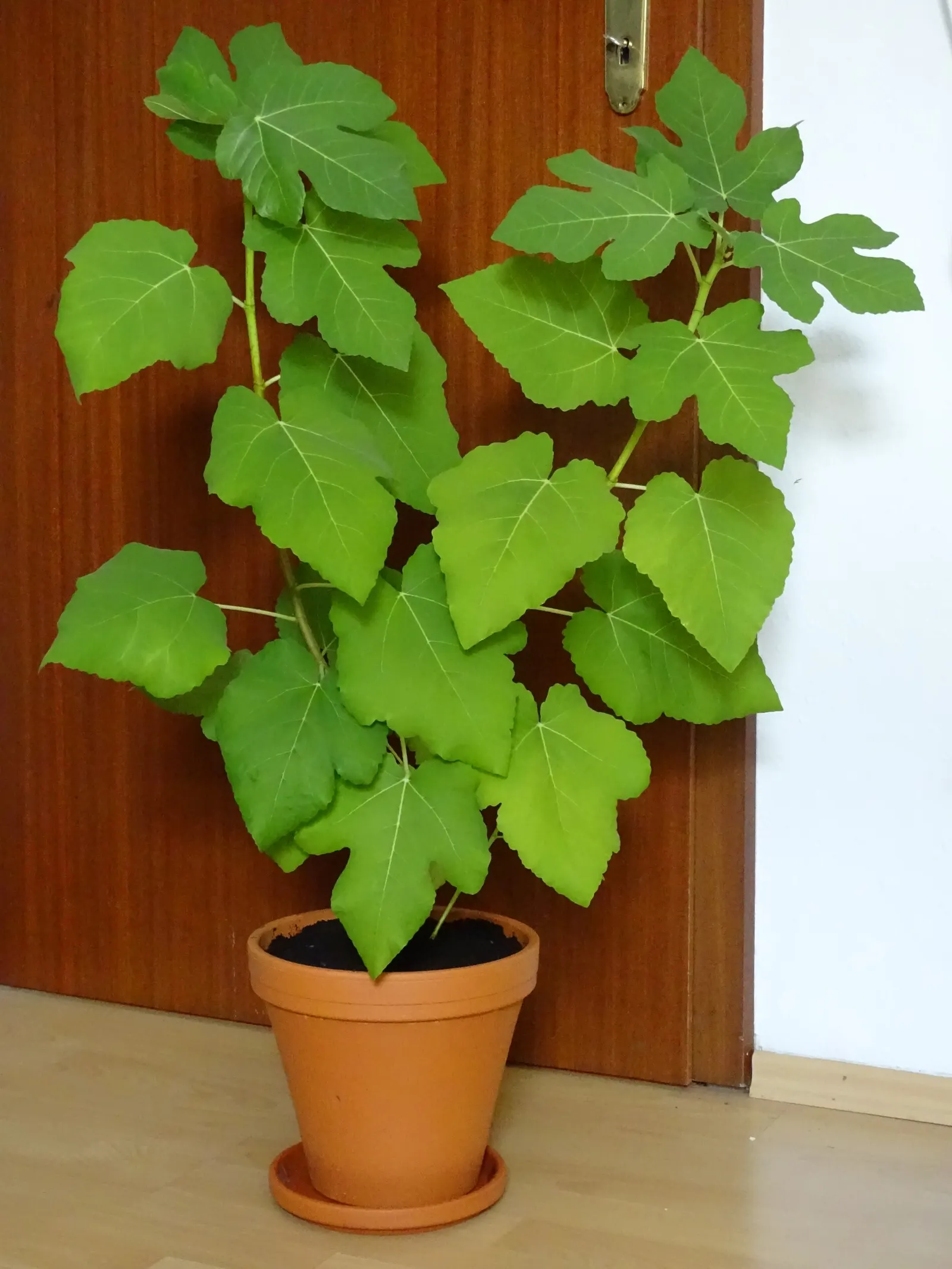 Edible Fig (Ficus Carica) — is a versatile and attractive deciduous tree that can be a delightful addition to any landscape design; space 15-20, image 128