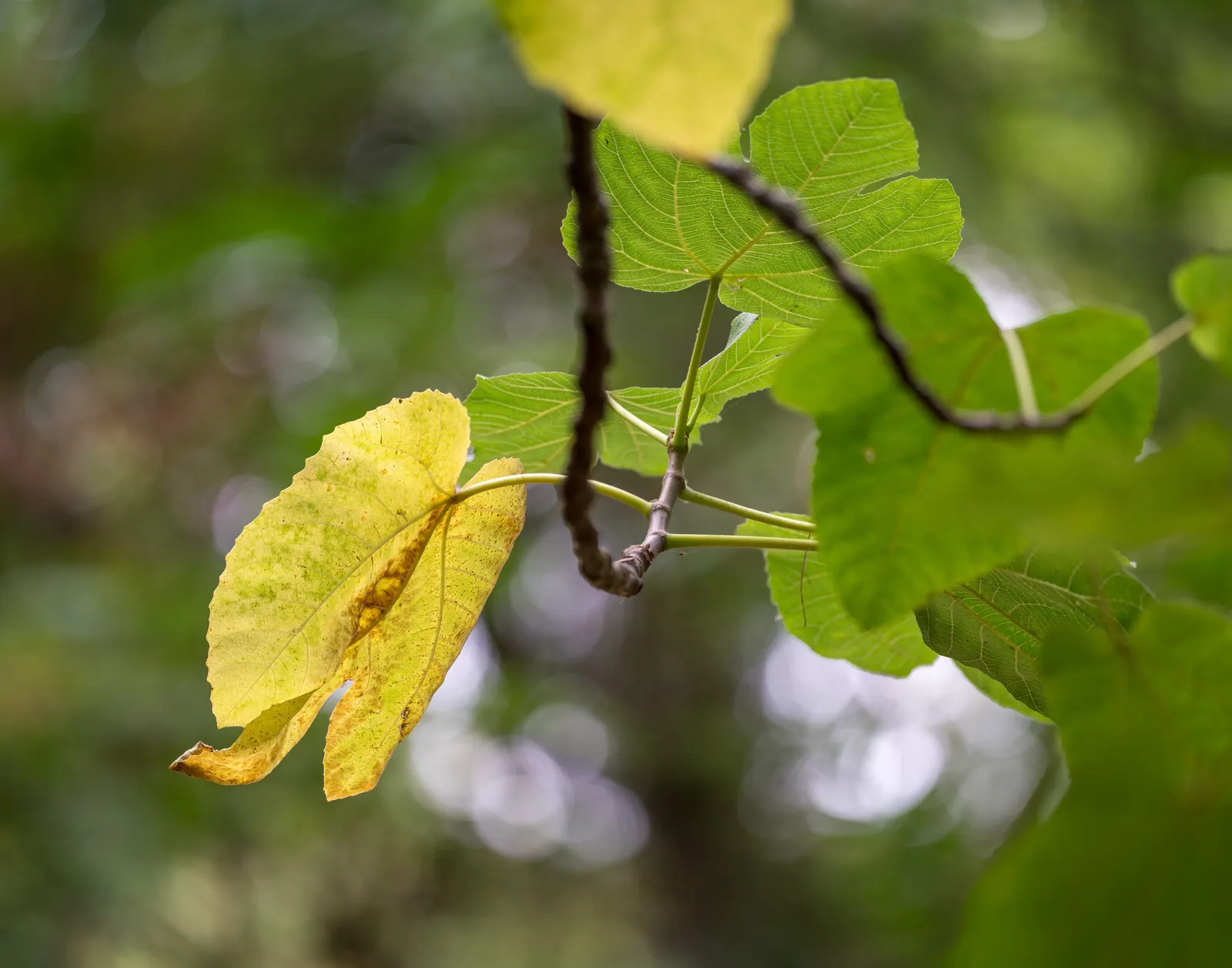 Edible Fig (Ficus Carica) — and ranges in color from green to purple; it sports large, lobed leaves, creating a tropical feel, image 114