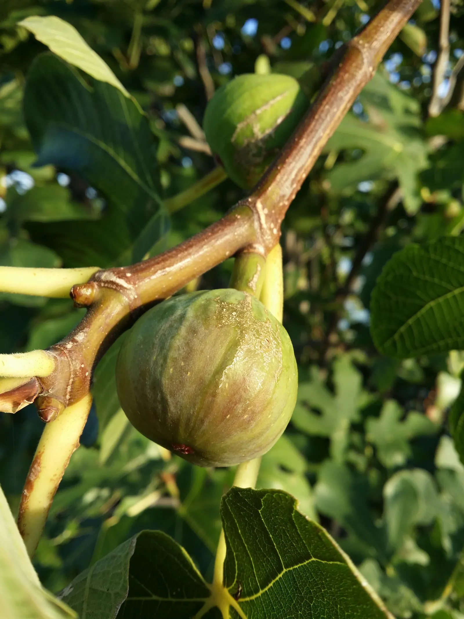 Edible Fig (Ficus Carica) — scientifically known as Ficus carica