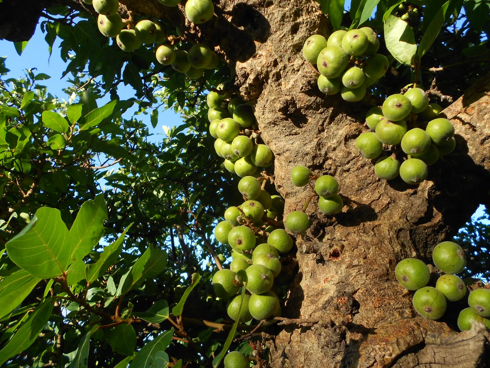 Edible Fig (Ficus Carica) — avoid planting near foundations or walkways to prevent structural complications; tree for full or half, image 69