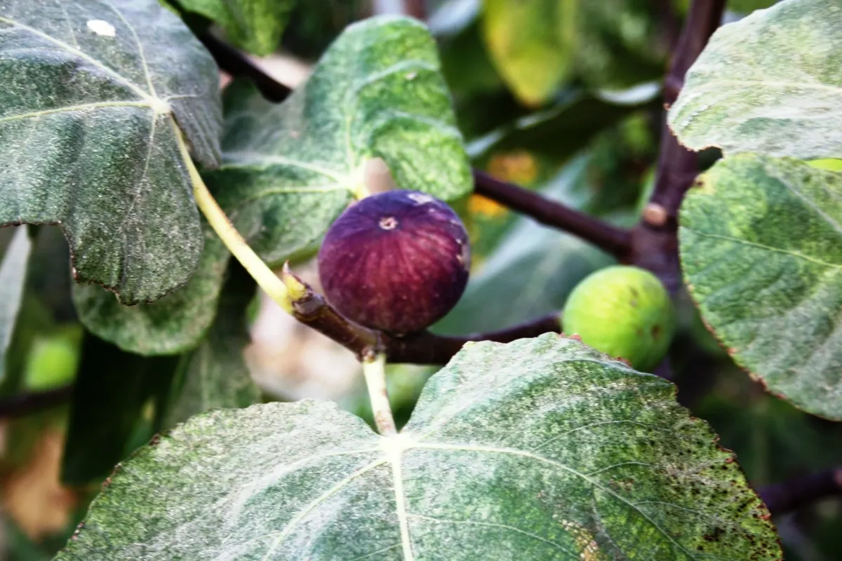 Edible Fig (Ficus Carica) — Space 15-20 feet apart for ample growth; is a versatile and attractive deciduous tree that can be a delightful addition, image 53