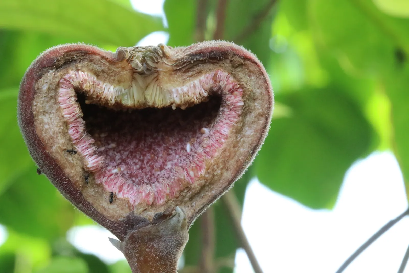 Edible Fig (Ficus Carica) — Native to the Mediterranean and Western Asia; palmate leaves create a tropical appearance and are generally about 4 to, image 105