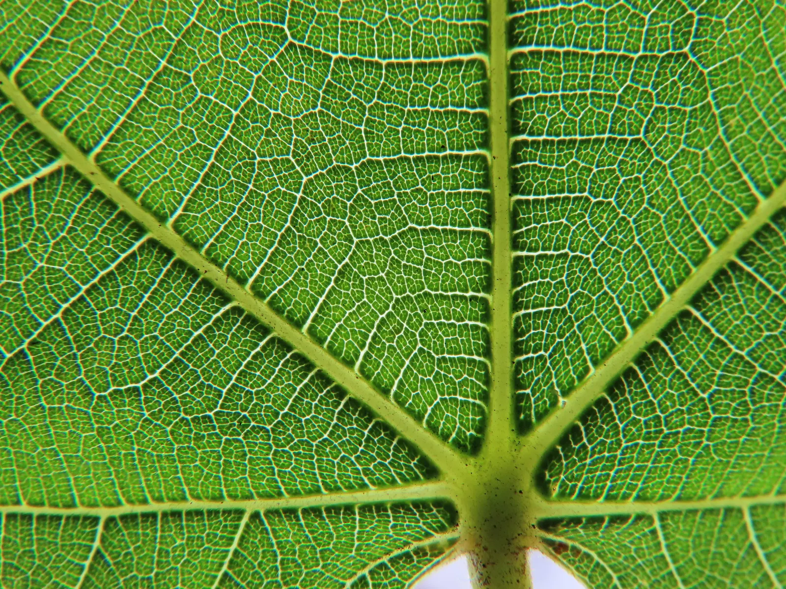 Edible Fig (Ficus Carica) — scientifically known as Ficus carica; the Edible Fig can be pruned to maintain a desired shape and size, image 127