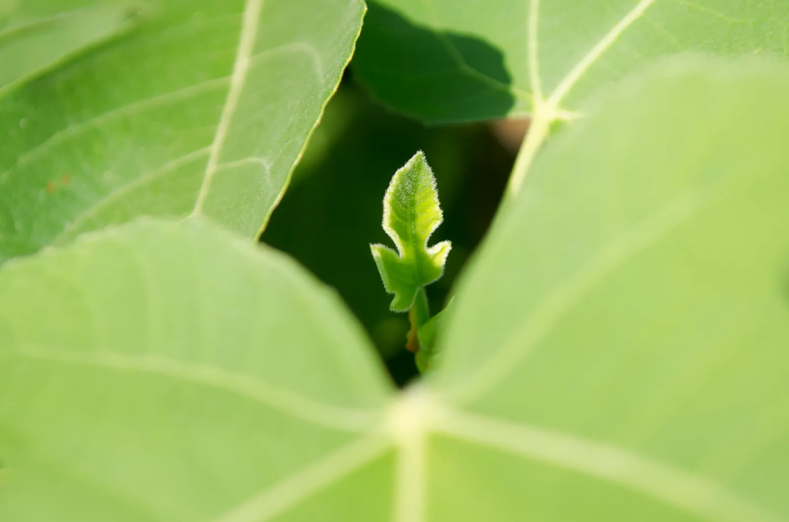 Edible Fig (Ficus Carica) — the Ficus carica bears its distinct fruit; contributing to the dense canopy that offers a cooling shade during the hot, image 160