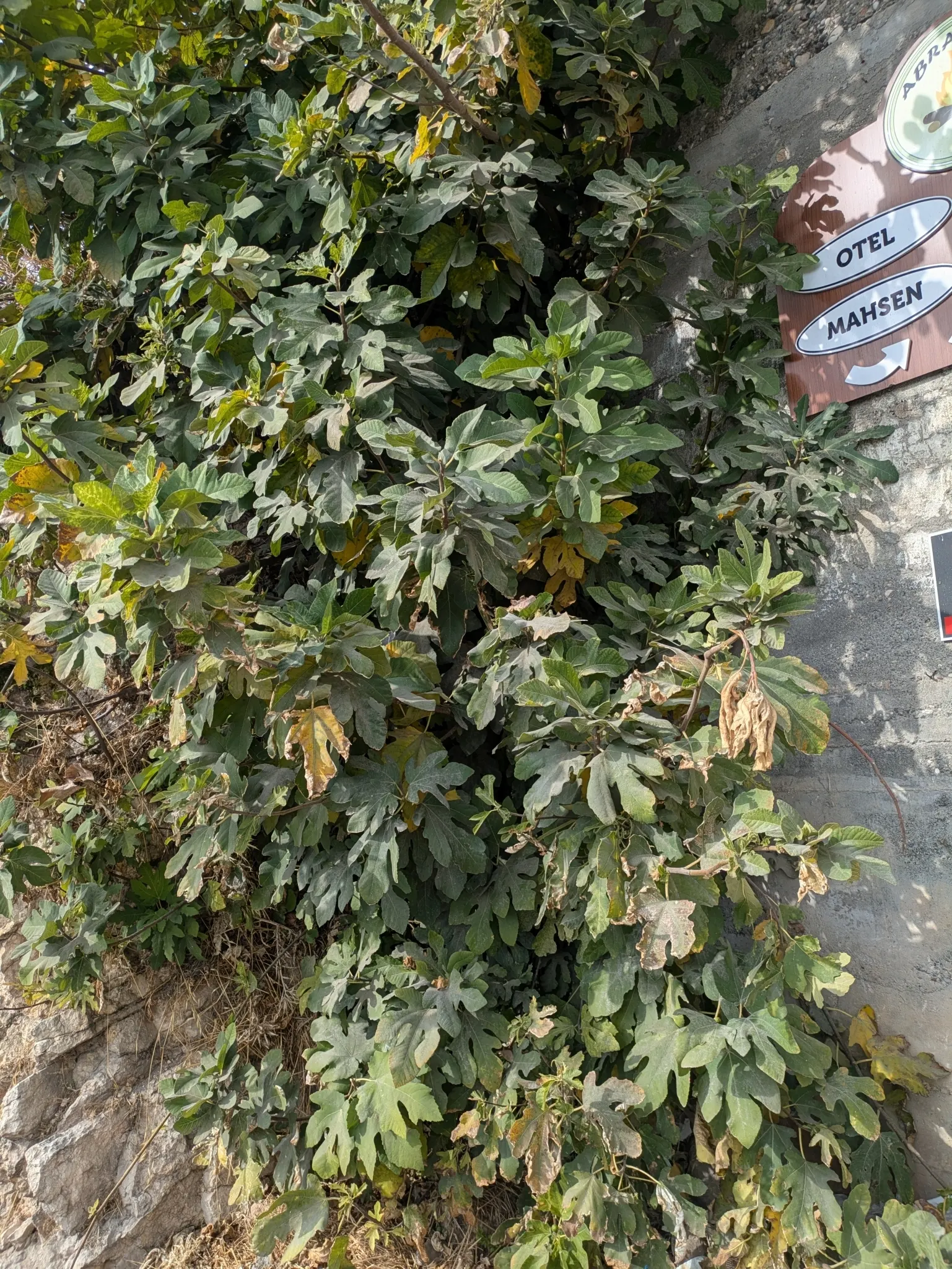 Edible Fig (Ficus Carica) — which has a sweet and succulent taste; due to its expansive root system, image 113