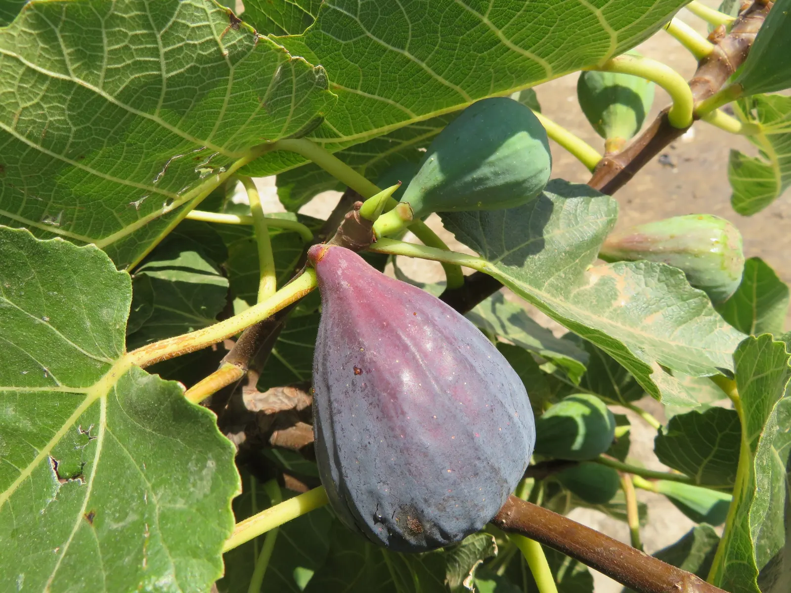 Edible Fig (Ficus Carica) — Ensure well-drained soil to avoid root rot; an Edible Fig, Ficus carica, thrives in warmer zones, maturing to 10-30, image 52