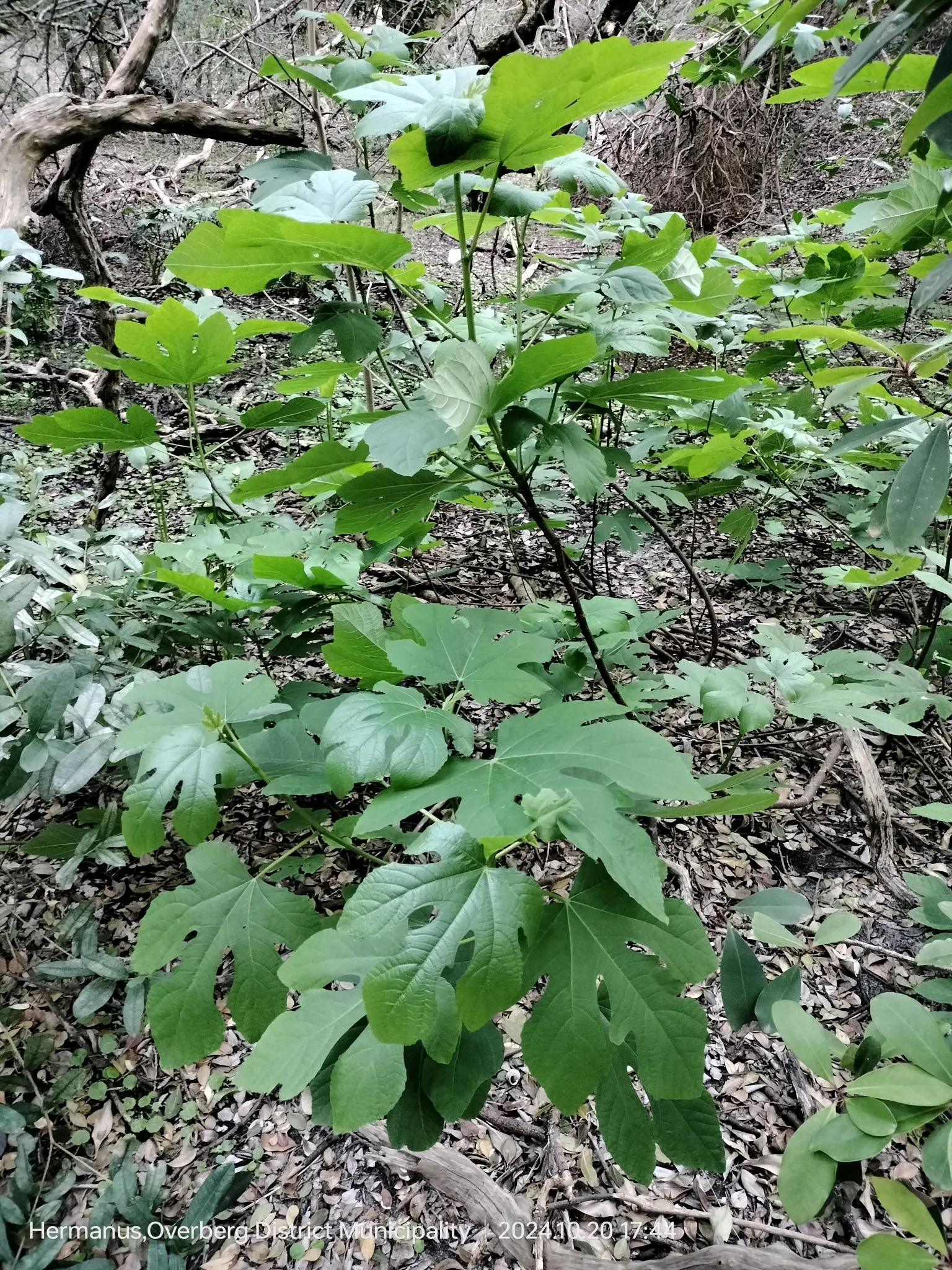 Edible Fig (Ficus Carica) — In spring and throughout the summer; aesthetic and functional, it's a splendid choice for edible landscapes and as a, image 135