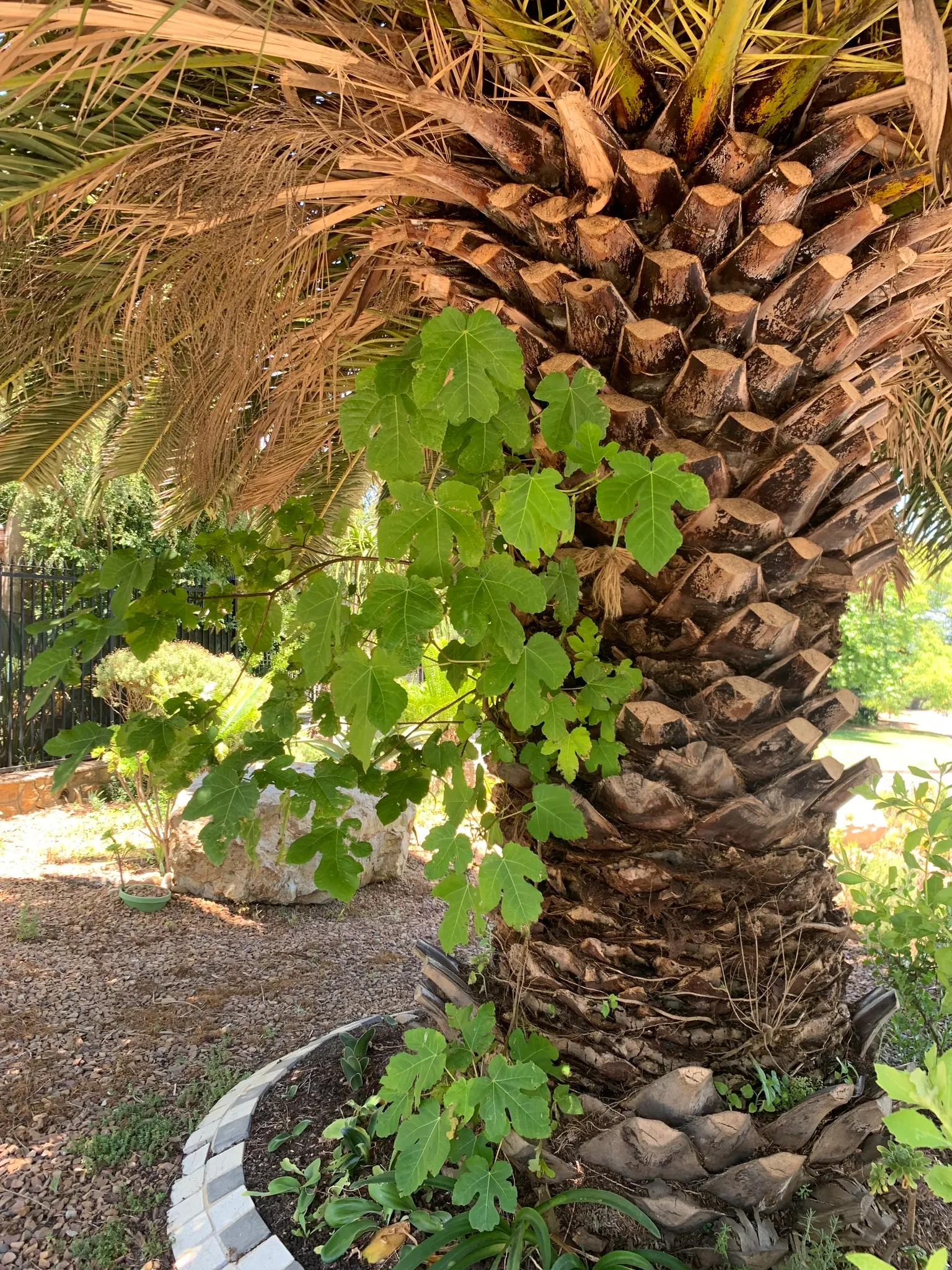 Edible Fig (Ficus Carica) — This deciduous tree demands full sun, yielding luscious figs enjoyed fresh or dried; so allocating ample space for, image 170