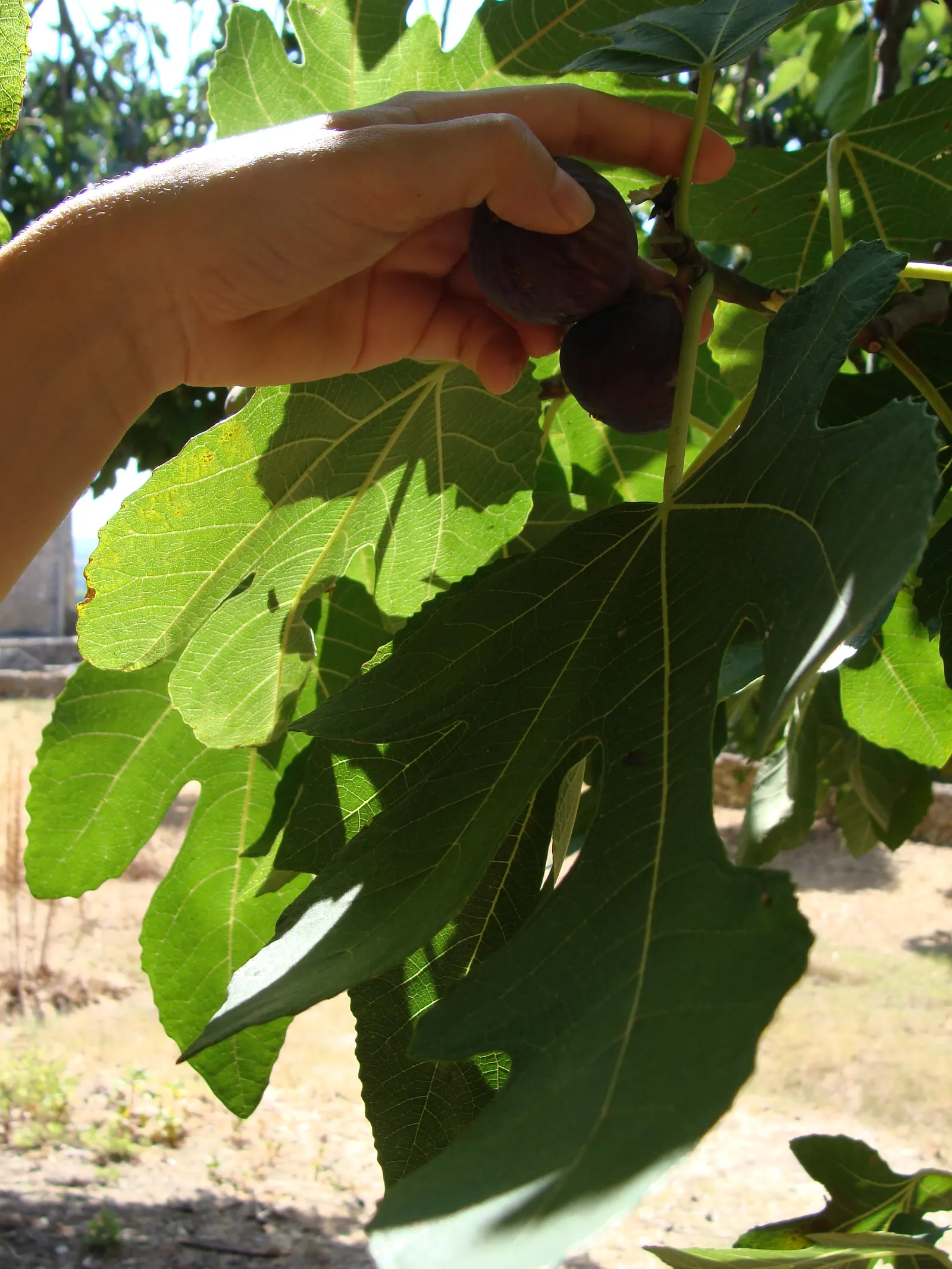 Edible Fig (Ficus Carica) — avoid planting near foundations or walkways to prevent structural complications; tree for full or half, image 117
