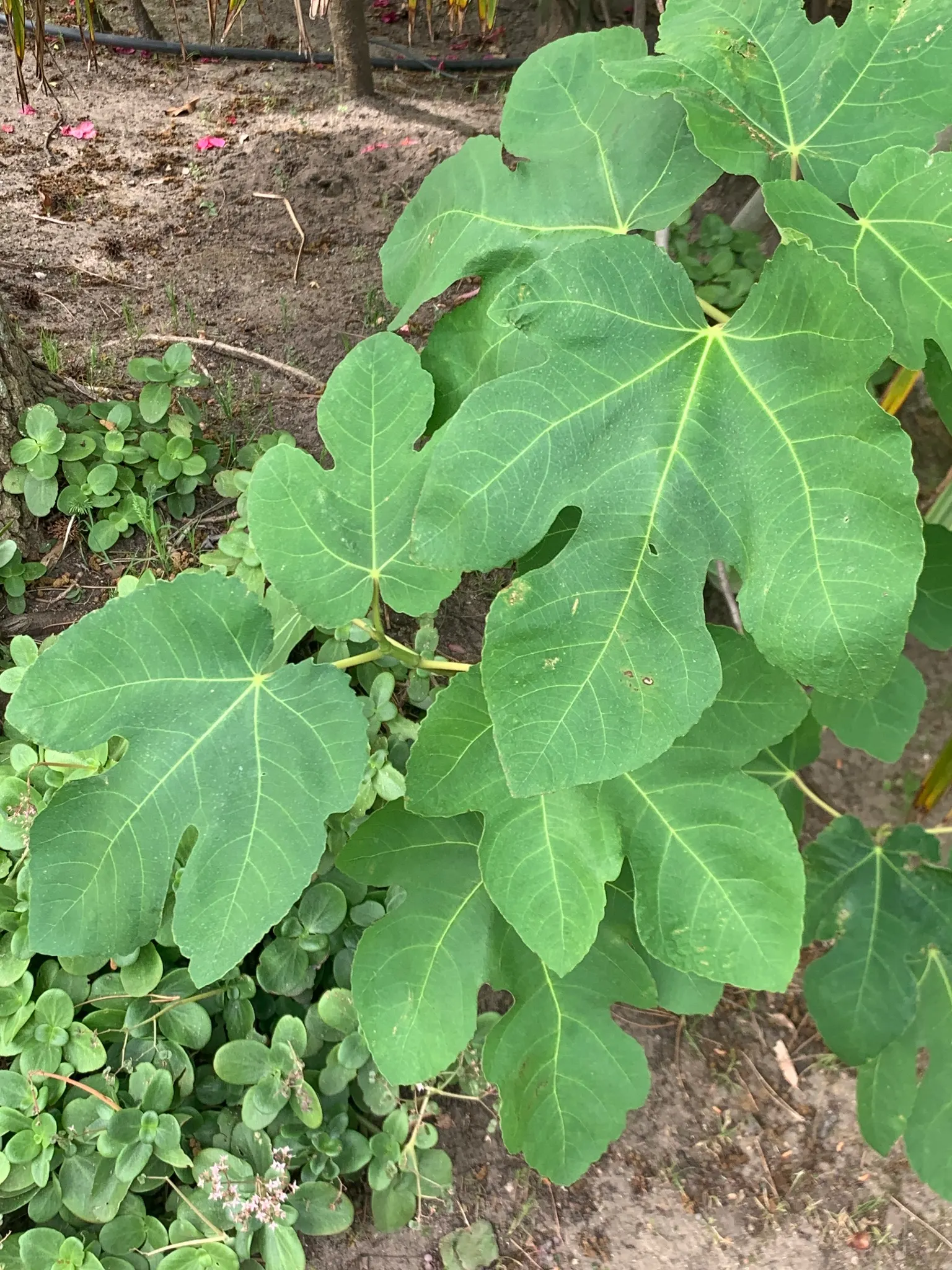 Edible Fig (Ficus Carica) — so allocating ample space for development in the garden layout is crucial.<br><br>This tree's broad; this deciduous, image 107