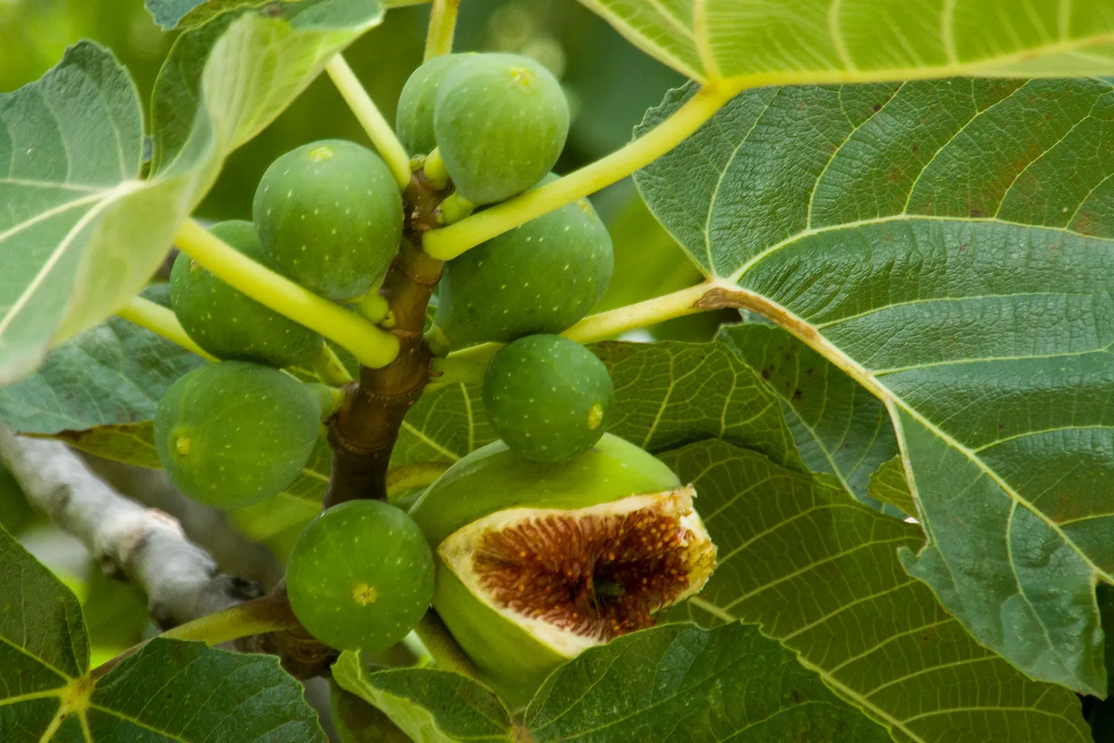 Edible Fig (Ficus Carica) — Space 15-20 feet apart for ample growth; is a versatile and attractive deciduous tree that can be a delightful addition, image 149