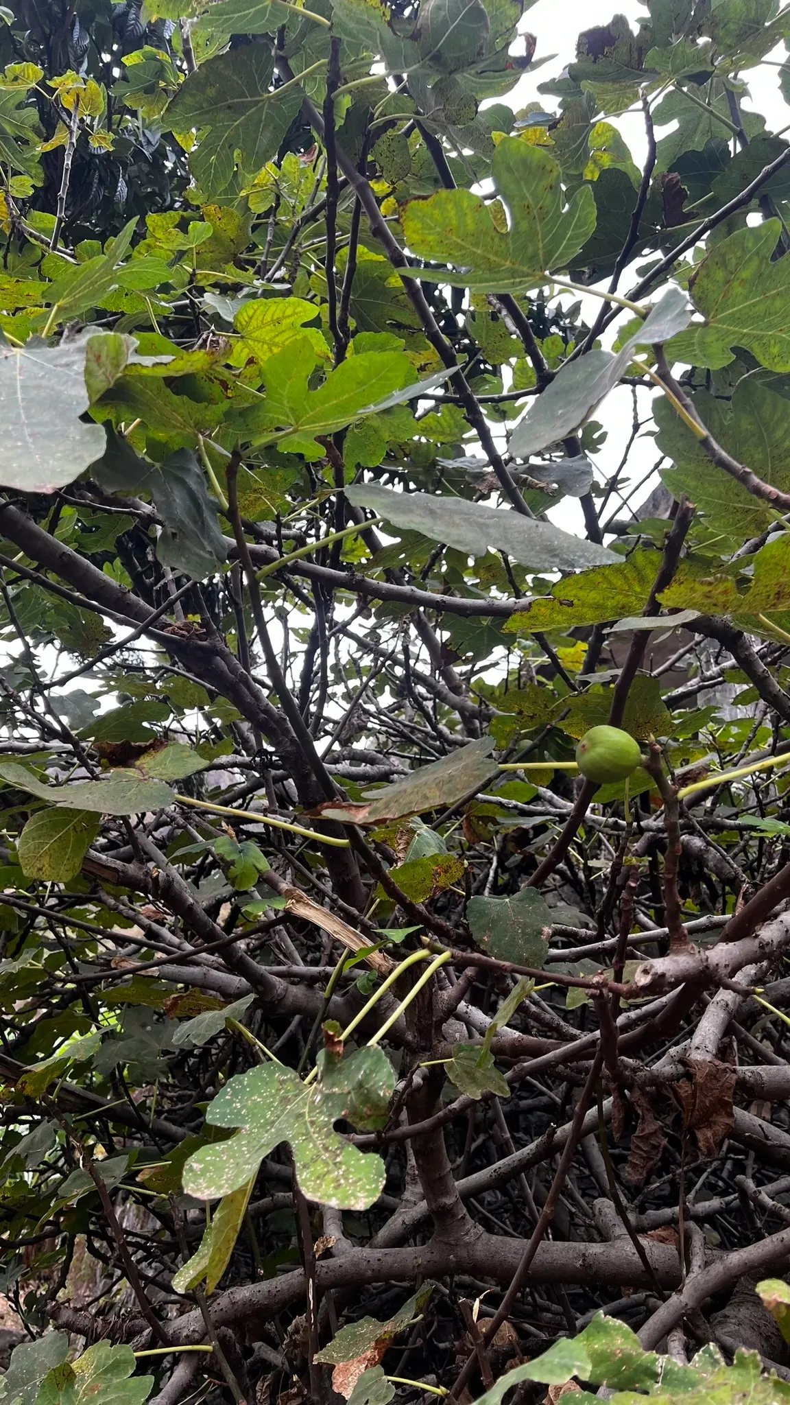 Edible Fig (Ficus Carica) — this species of fig is well-suited for USDA Hardiness Zones 7-11 and typically thrives in temperate climates