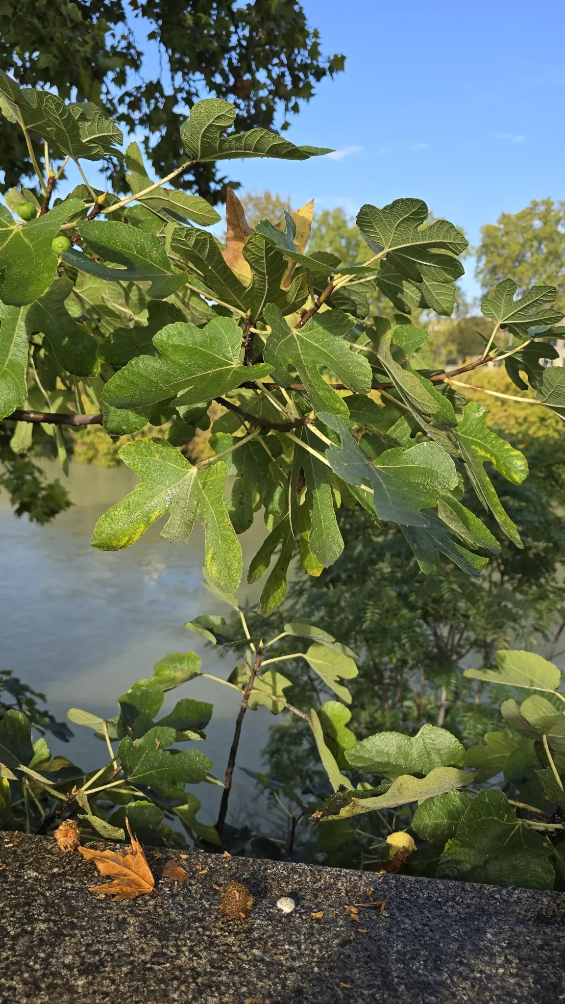 Edible Fig (Ficus Carica) — tree for full or half; avoid planting near foundations or walkways to prevent structural complications, image 120
