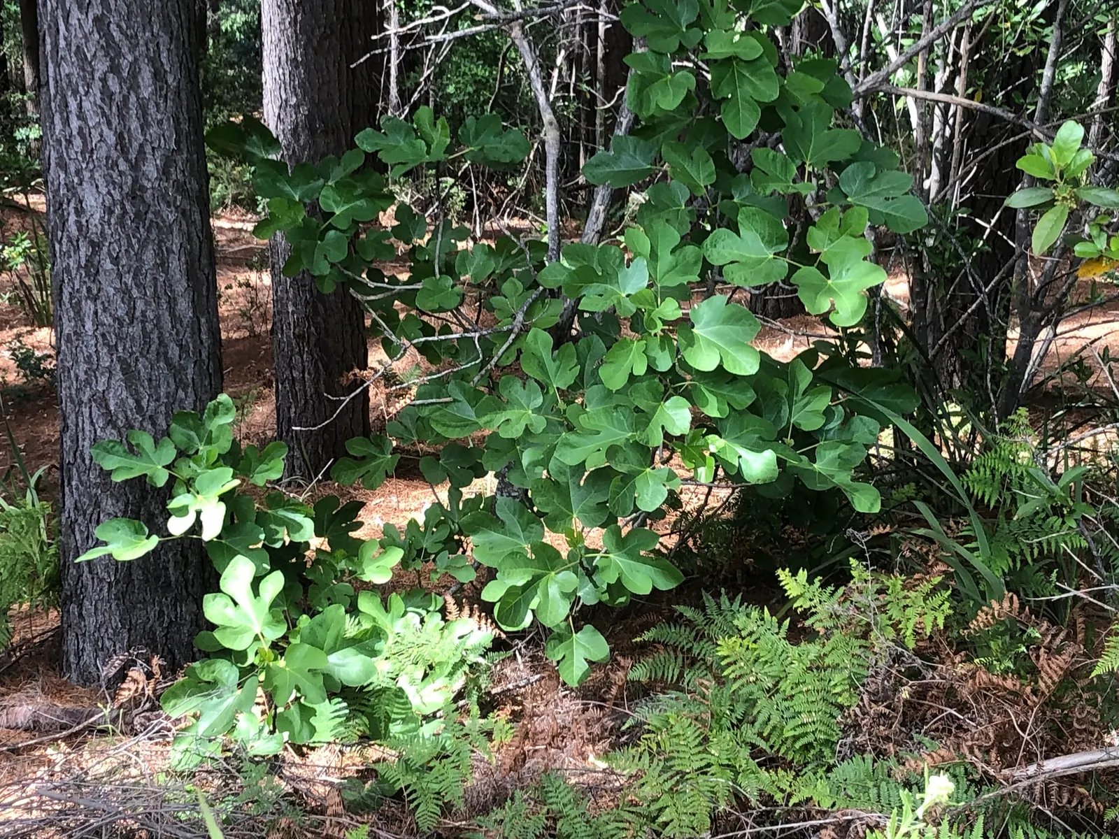 Edible Fig (Ficus Carica) — In spring and throughout the summer; aesthetic and functional, it's a splendid choice for edible landscapes and as a focal specimen