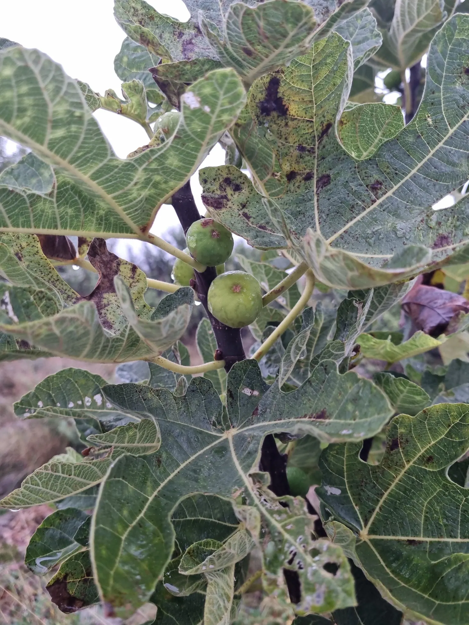 Edible Fig (Ficus Carica) — which has a sweet and succulent taste; due to its expansive root system, image 137