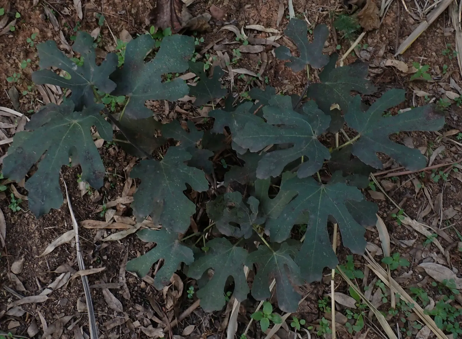 Edible Fig (Ficus Carica) — is a versatile and attractive deciduous tree that can be a delightful addition to any landscape design; space 15-20, image 80