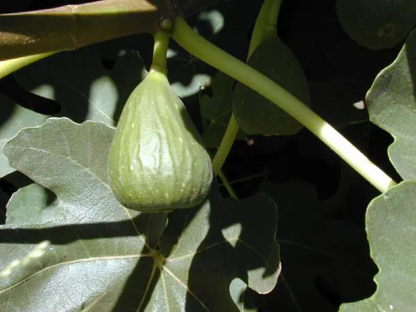 Edible Fig (Ficus Carica) — The Edible Fig can be pruned to maintain a desired shape and size; scientifically known as Ficus carica, image 166