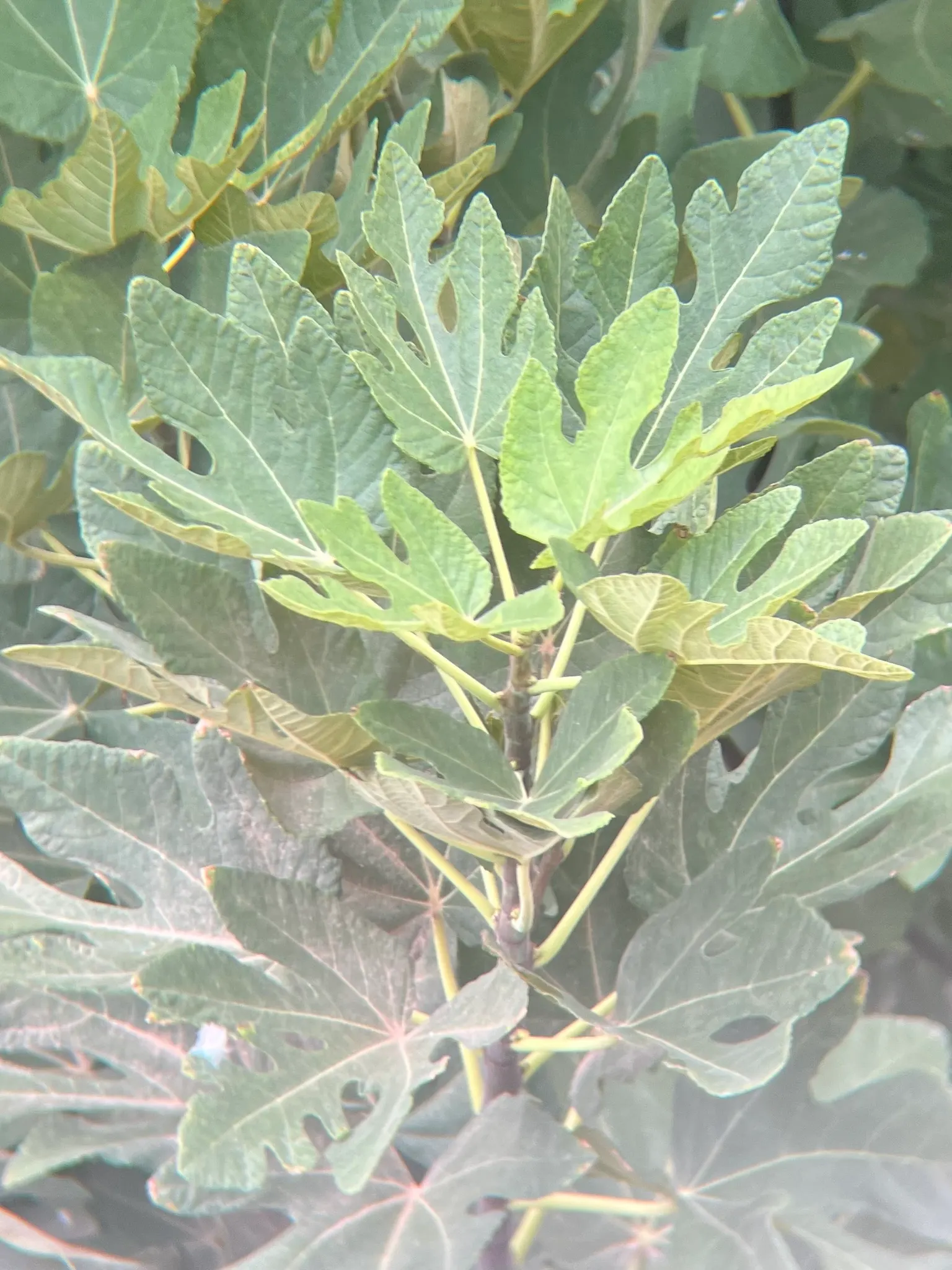 Edible Fig (Ficus Carica) — scientifically known as Ficus carica; the Edible Fig can be pruned to maintain a desired shape and size, image 151